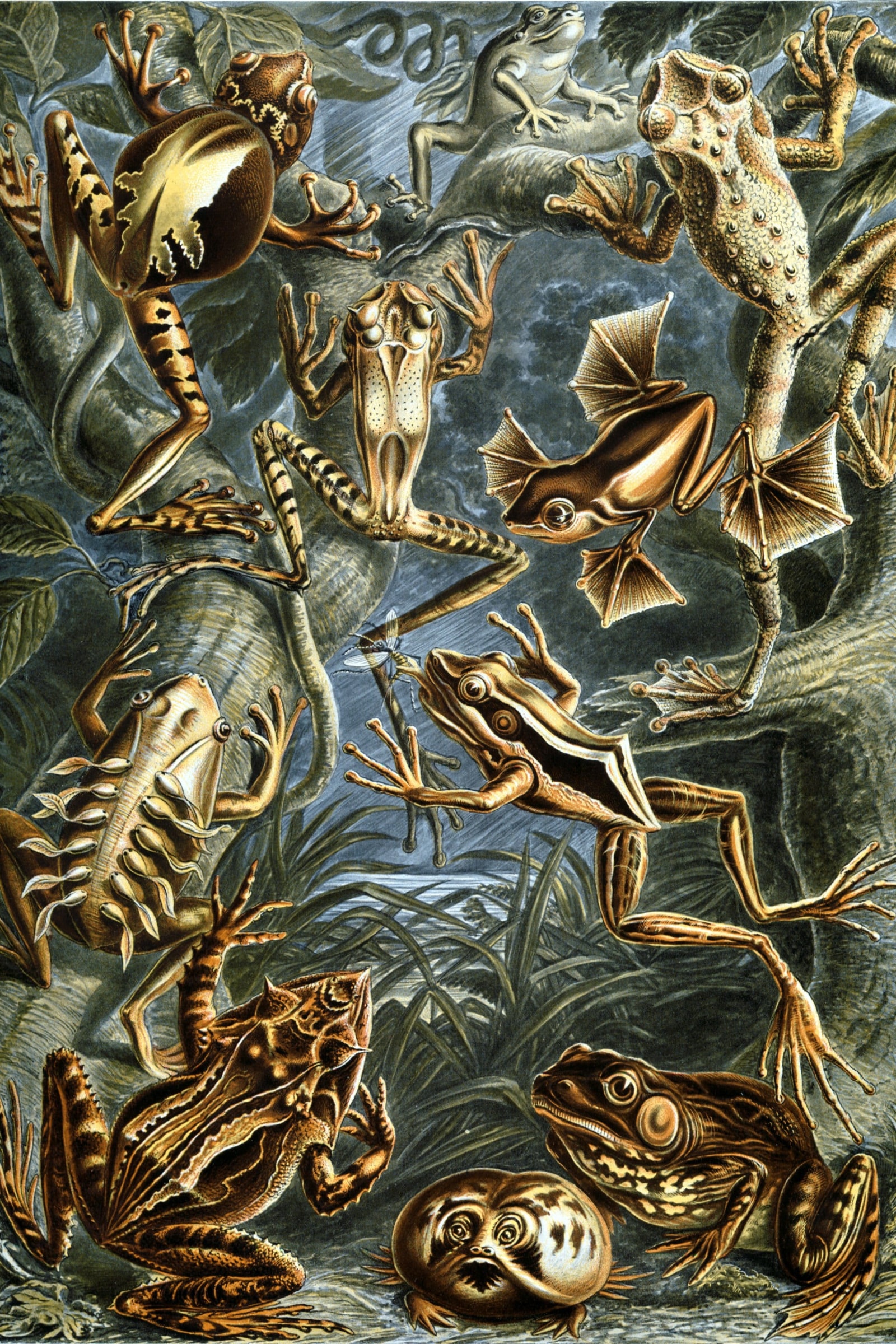 Frogs