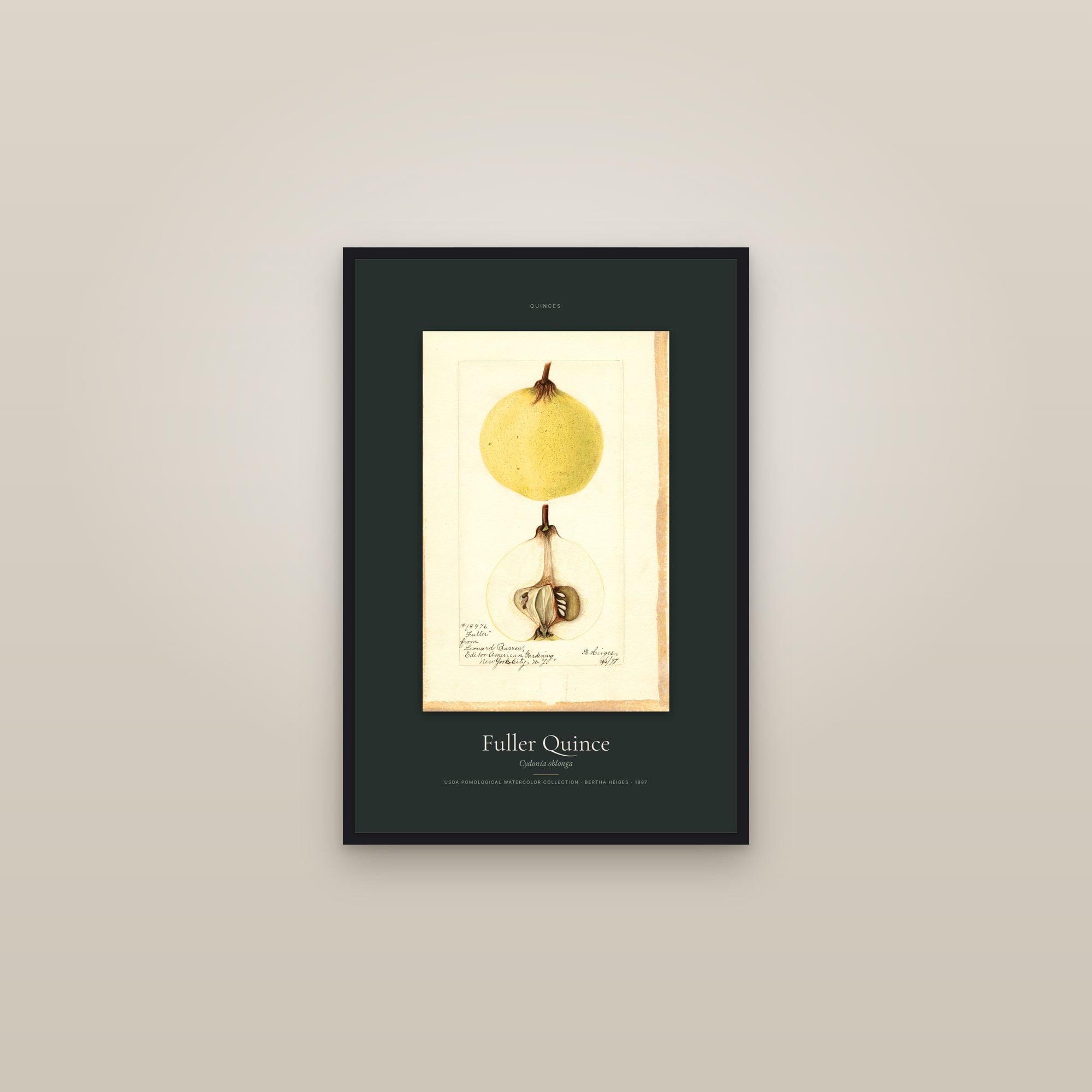 Fuller Quince — Specimen — framed in a gallery setting