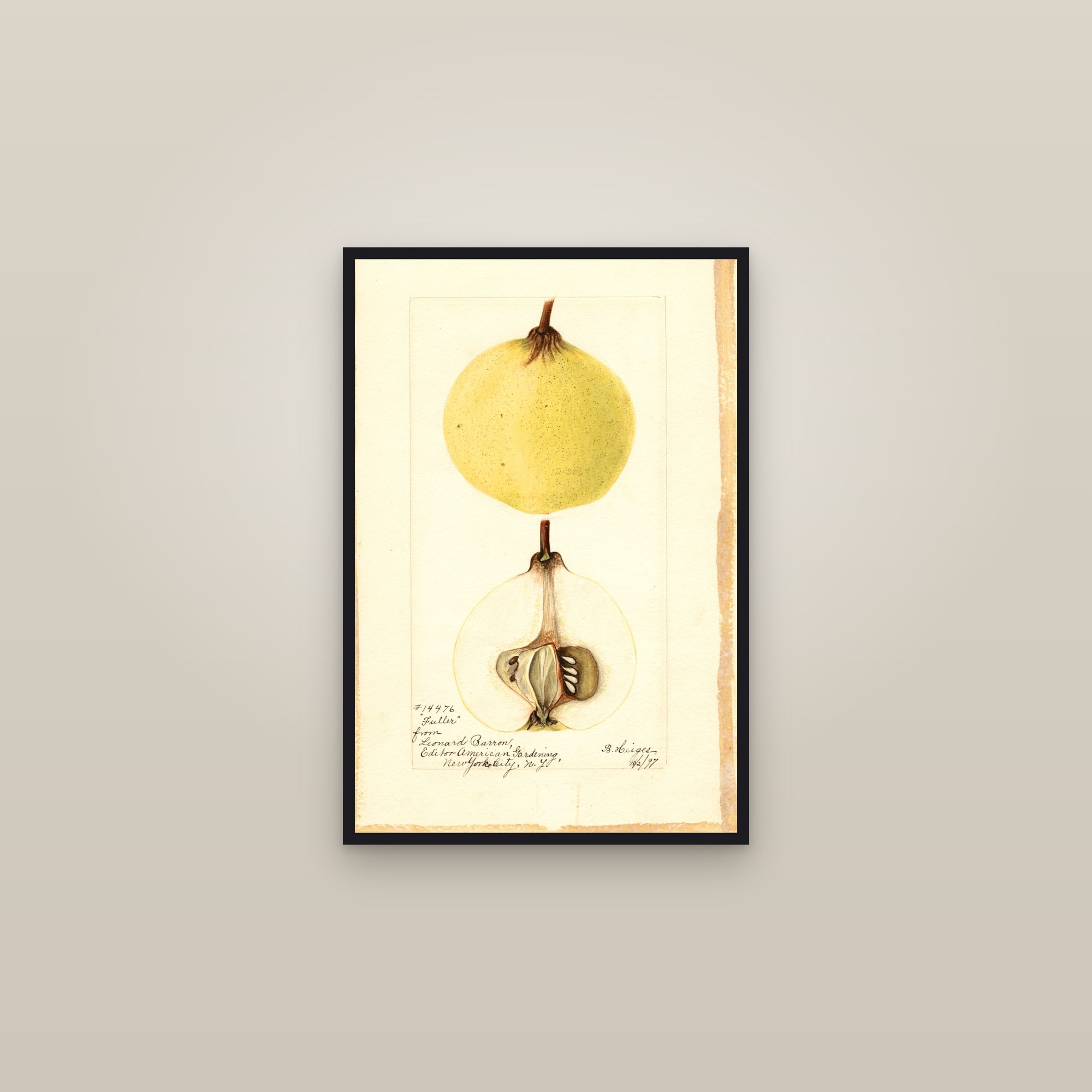 Fuller Quince — framed in a gallery setting