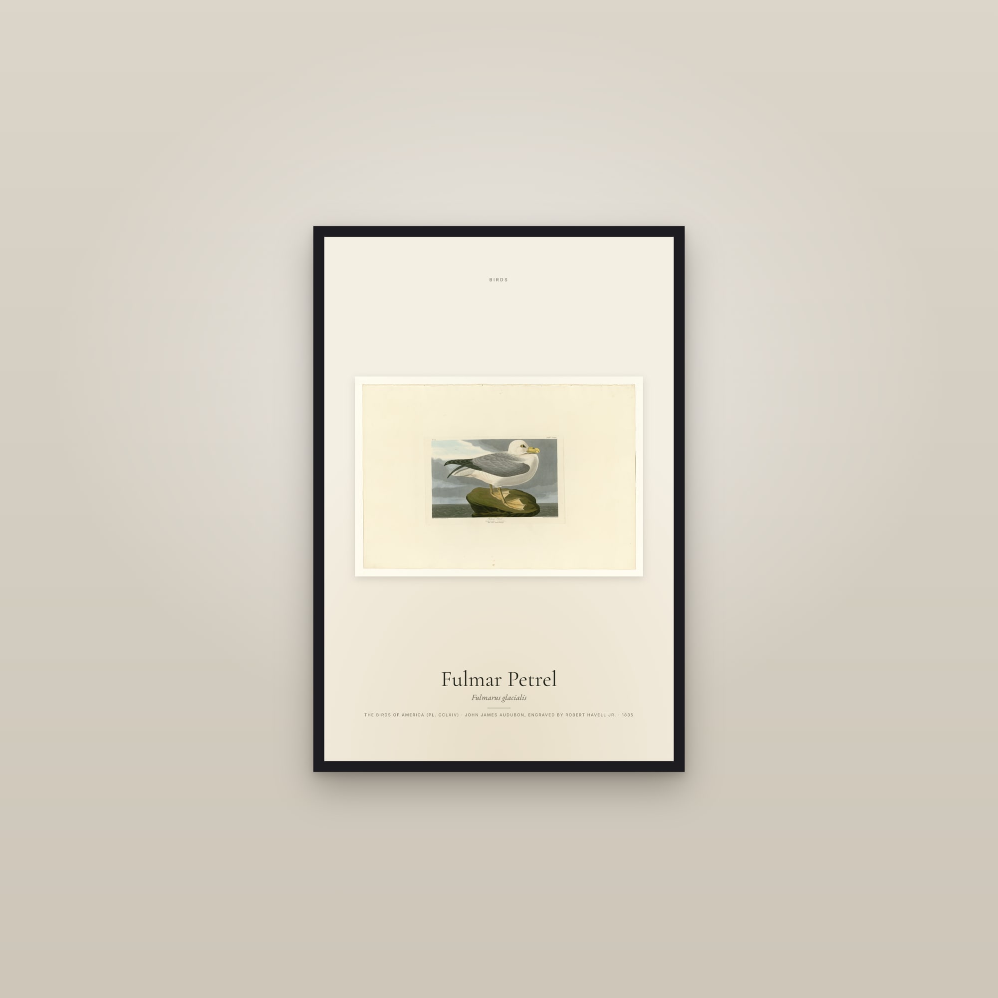 Fulmar Petrel — framed in a gallery setting
