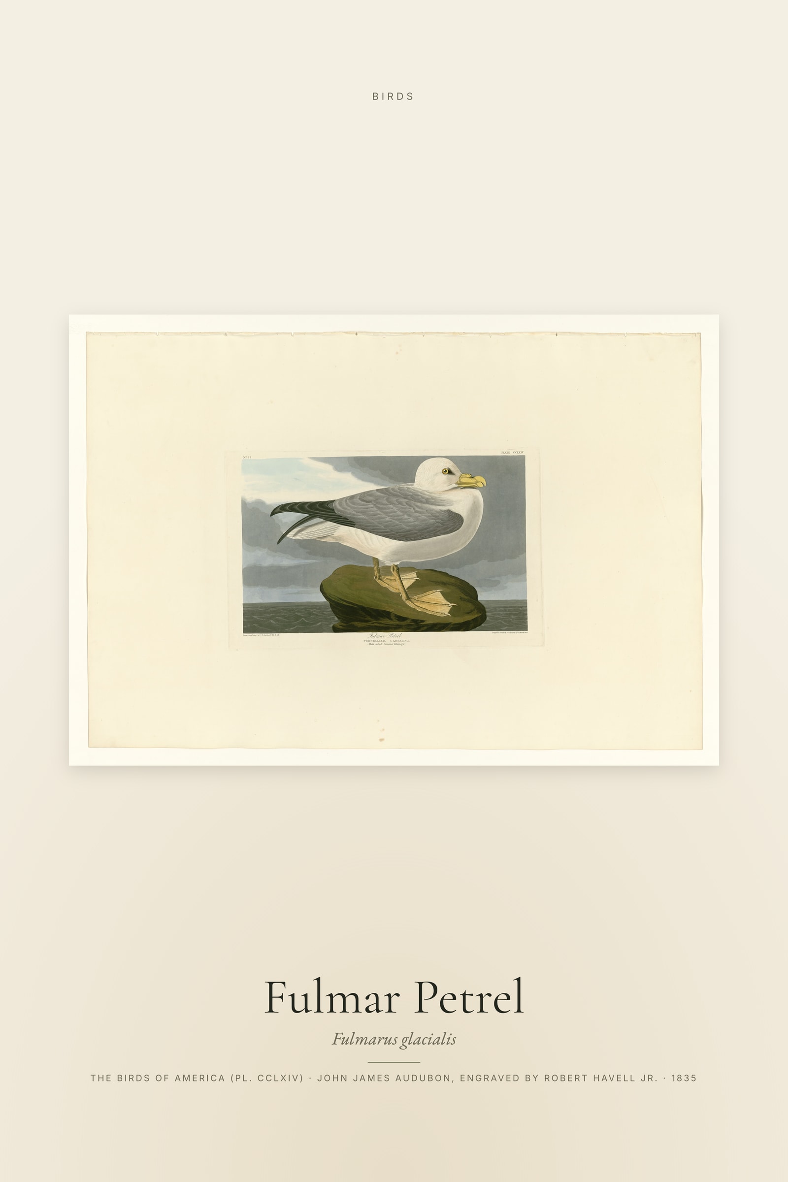 Fulmar Petrel