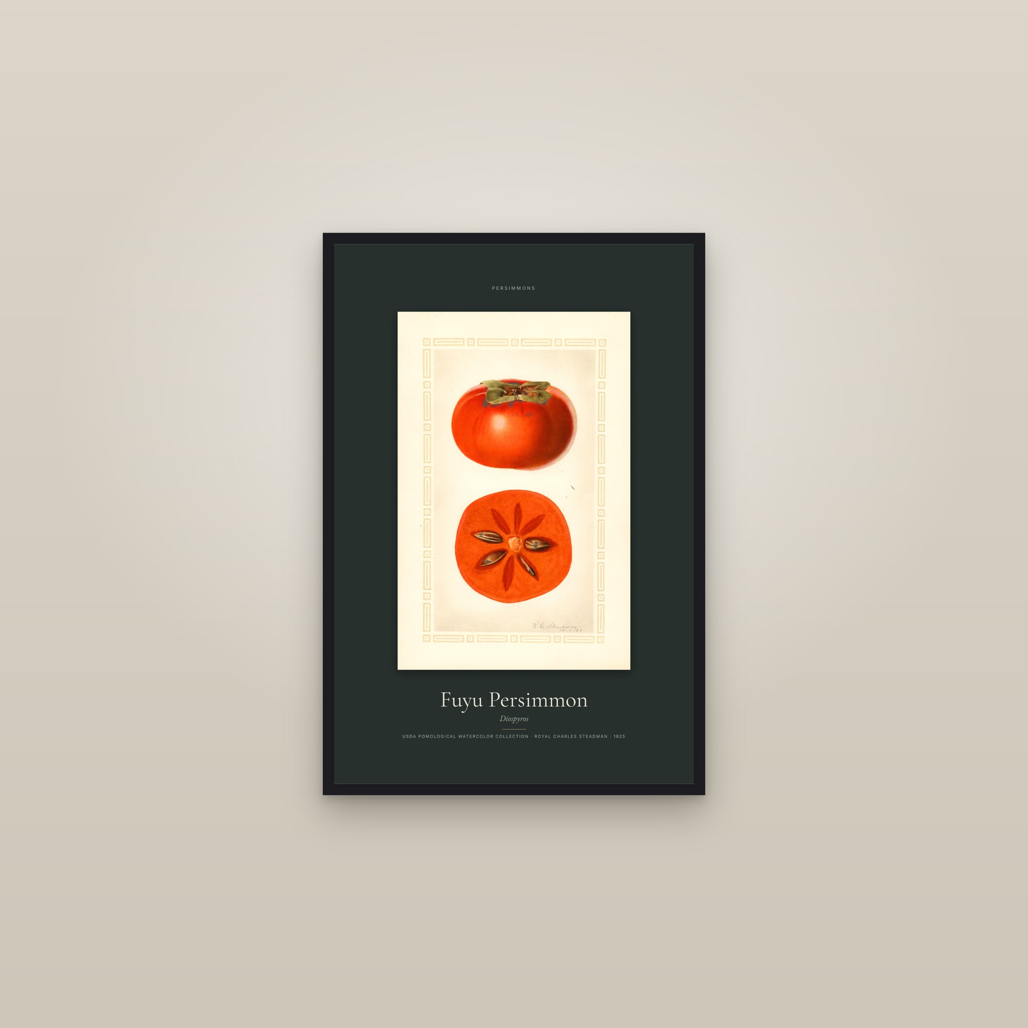 Fuyu Persimmon — Specimen — framed in a gallery setting