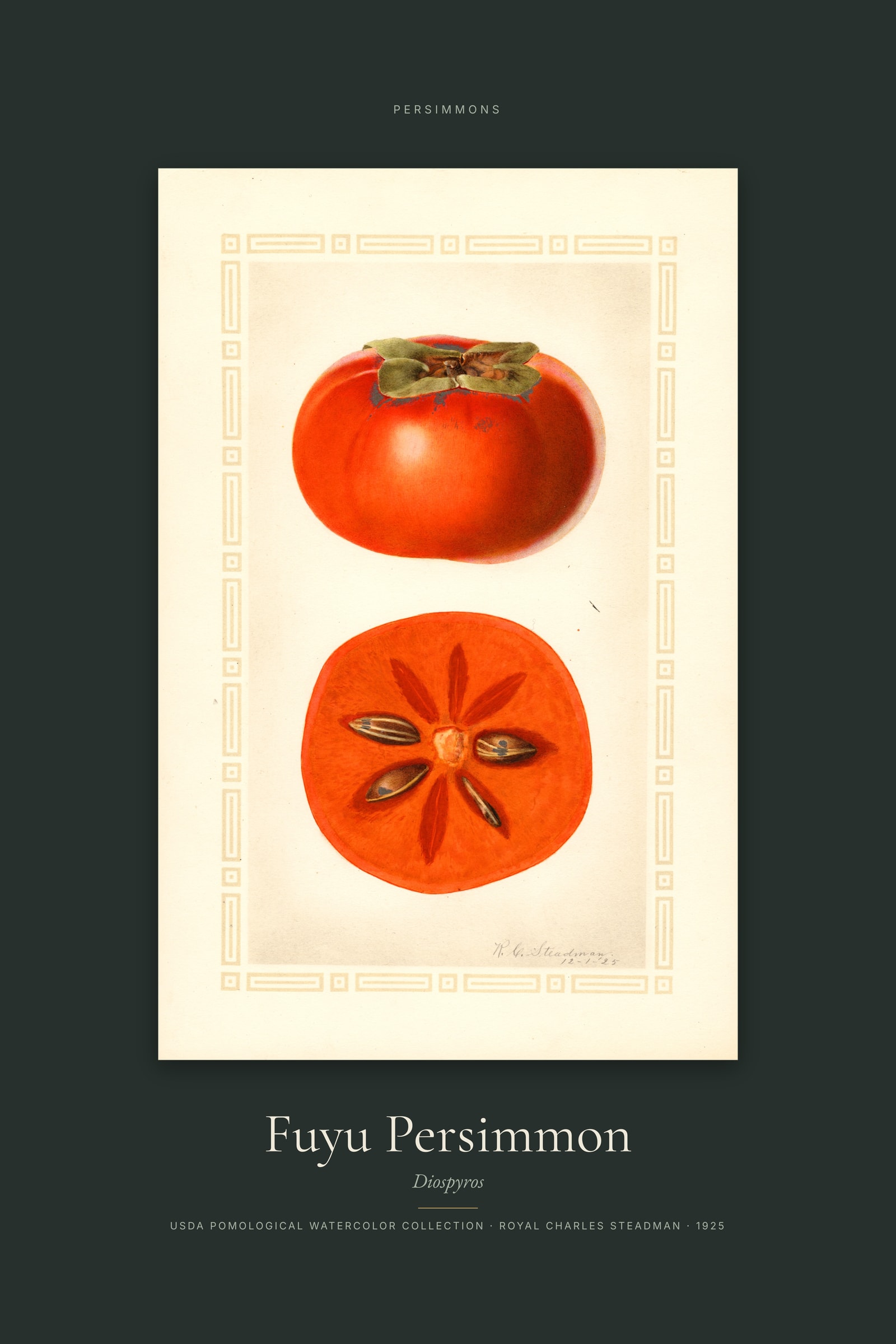 Fuyu Persimmon — Specimen