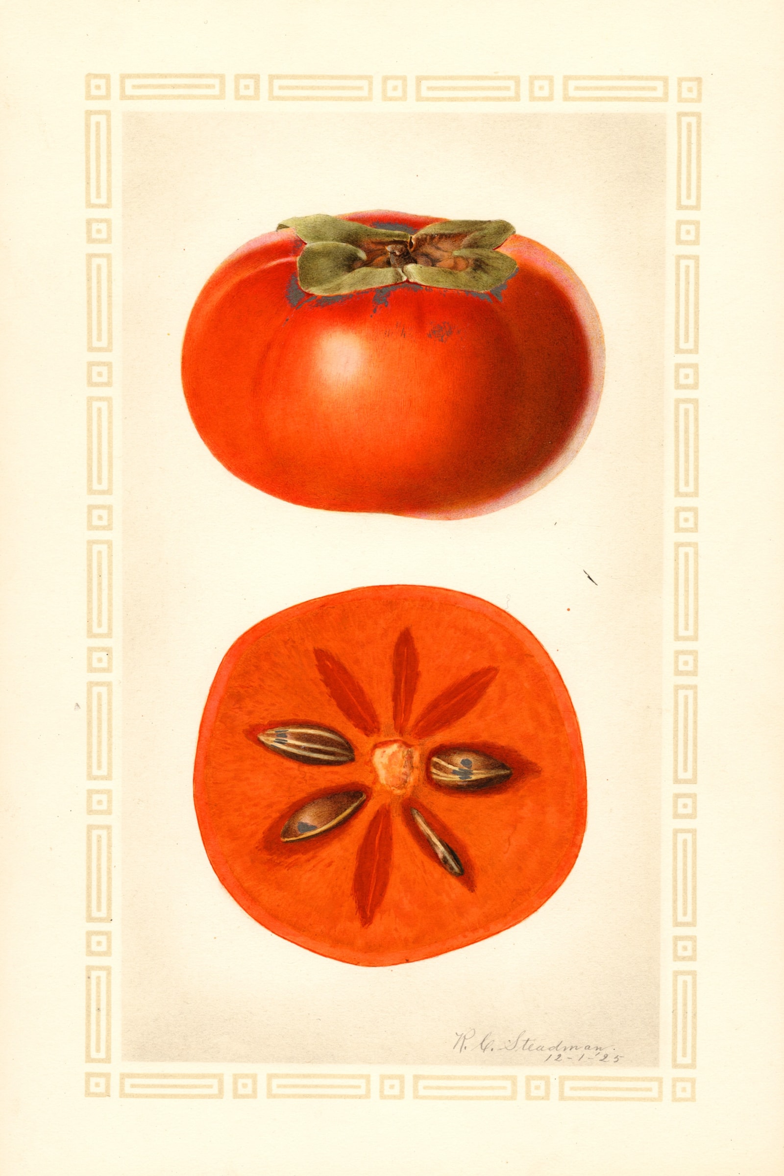 Fuyu Persimmon