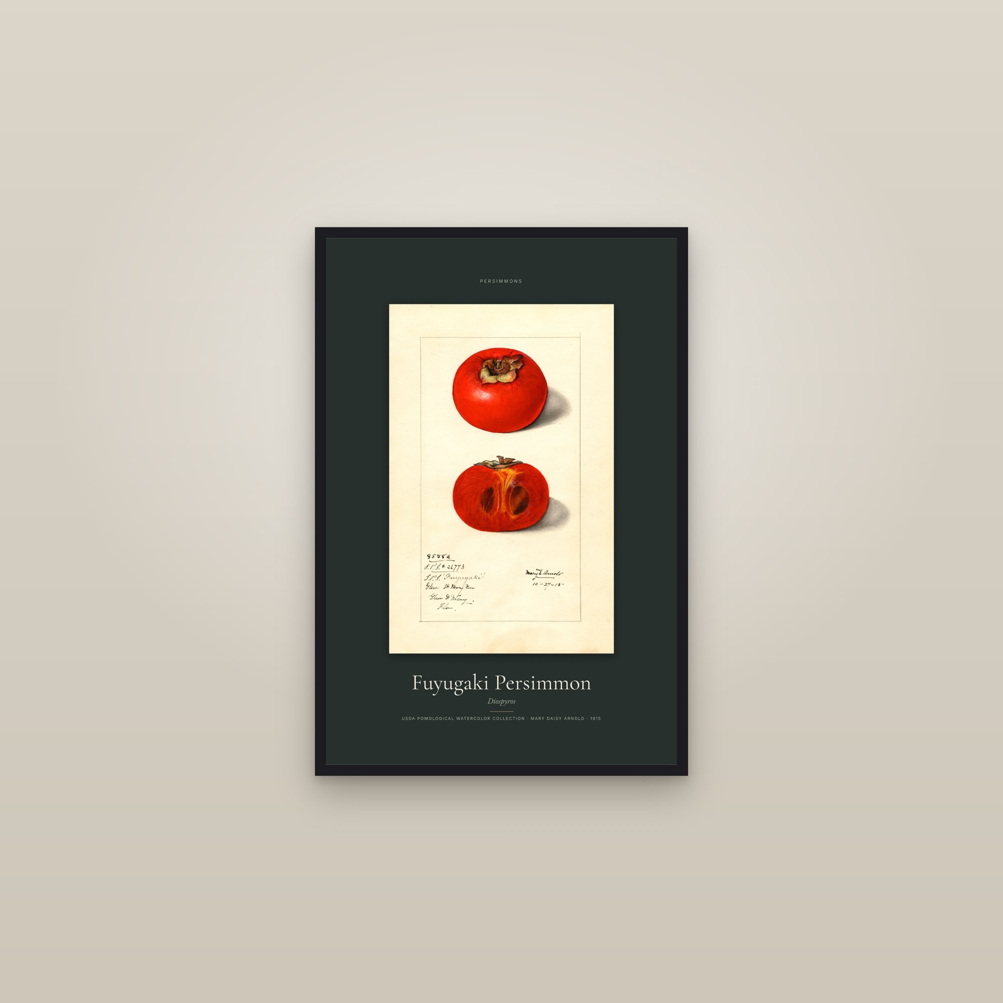 Fuyugaki Persimmon — Specimen — framed in a gallery setting