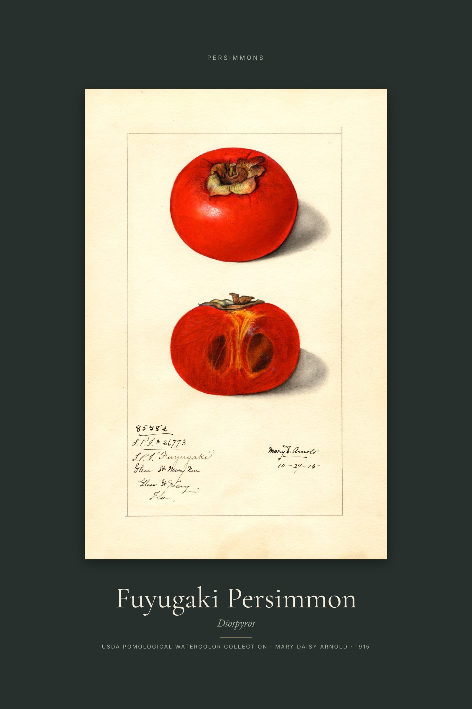 Fuyugaki Persimmon — Specimen