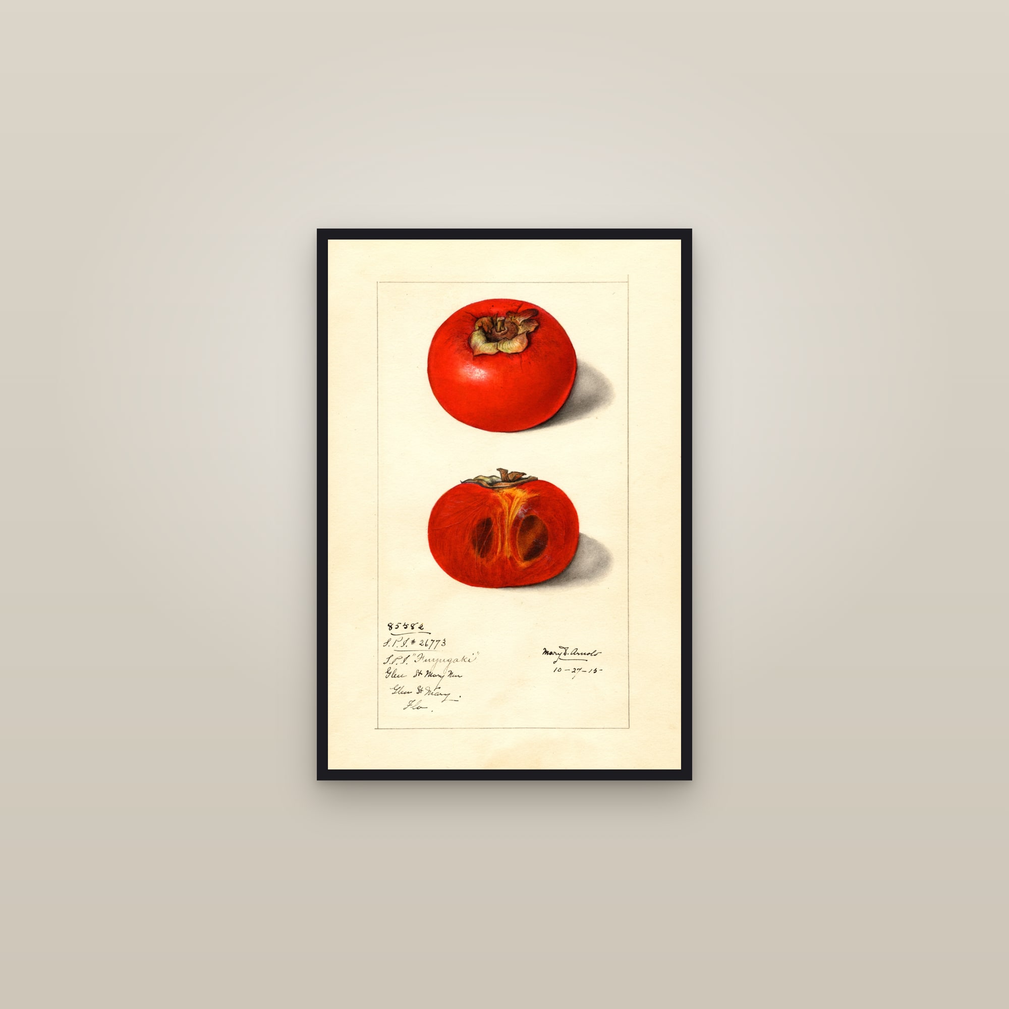 Fuyugaki Persimmon — framed in a gallery setting