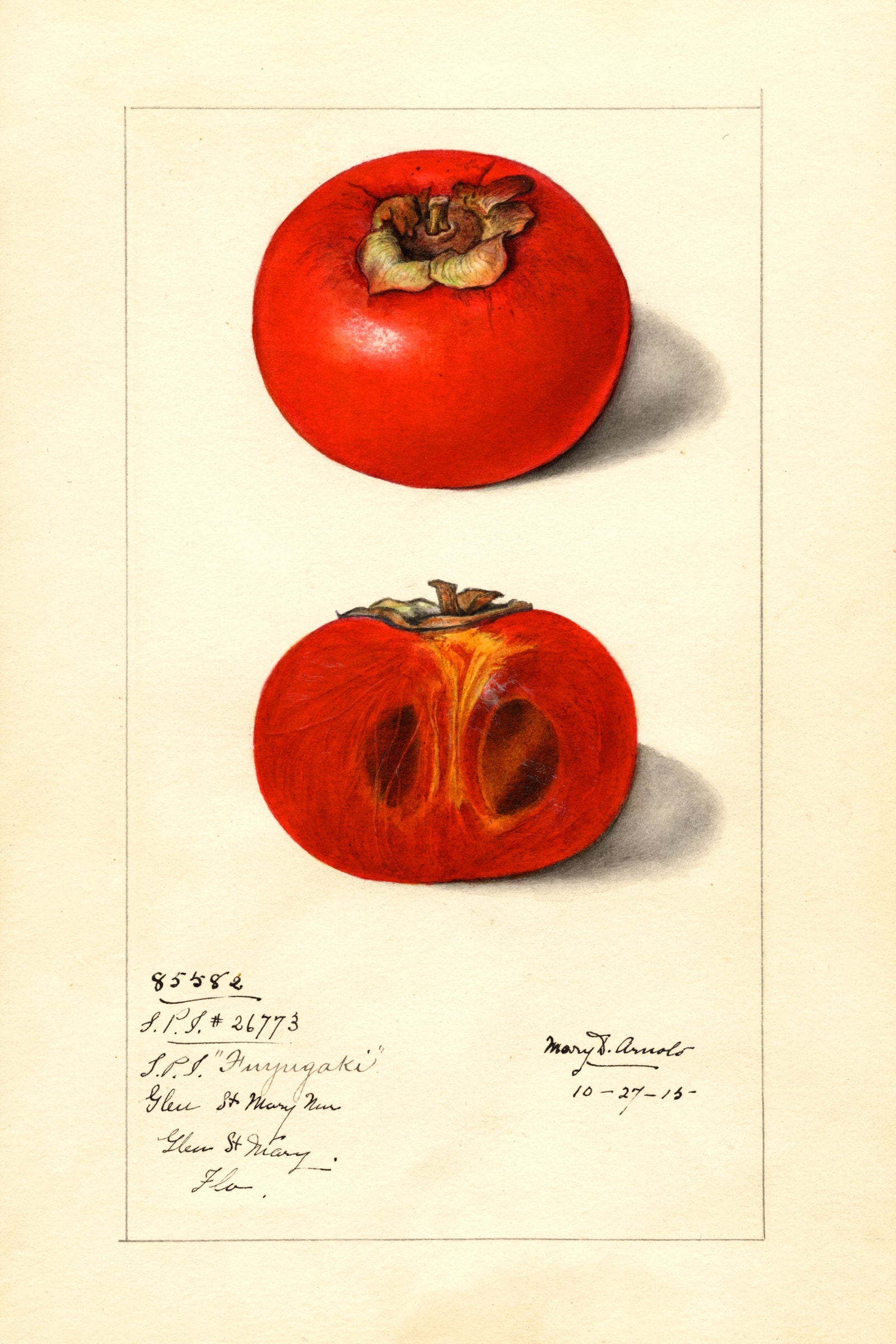 Fuyugaki Persimmon