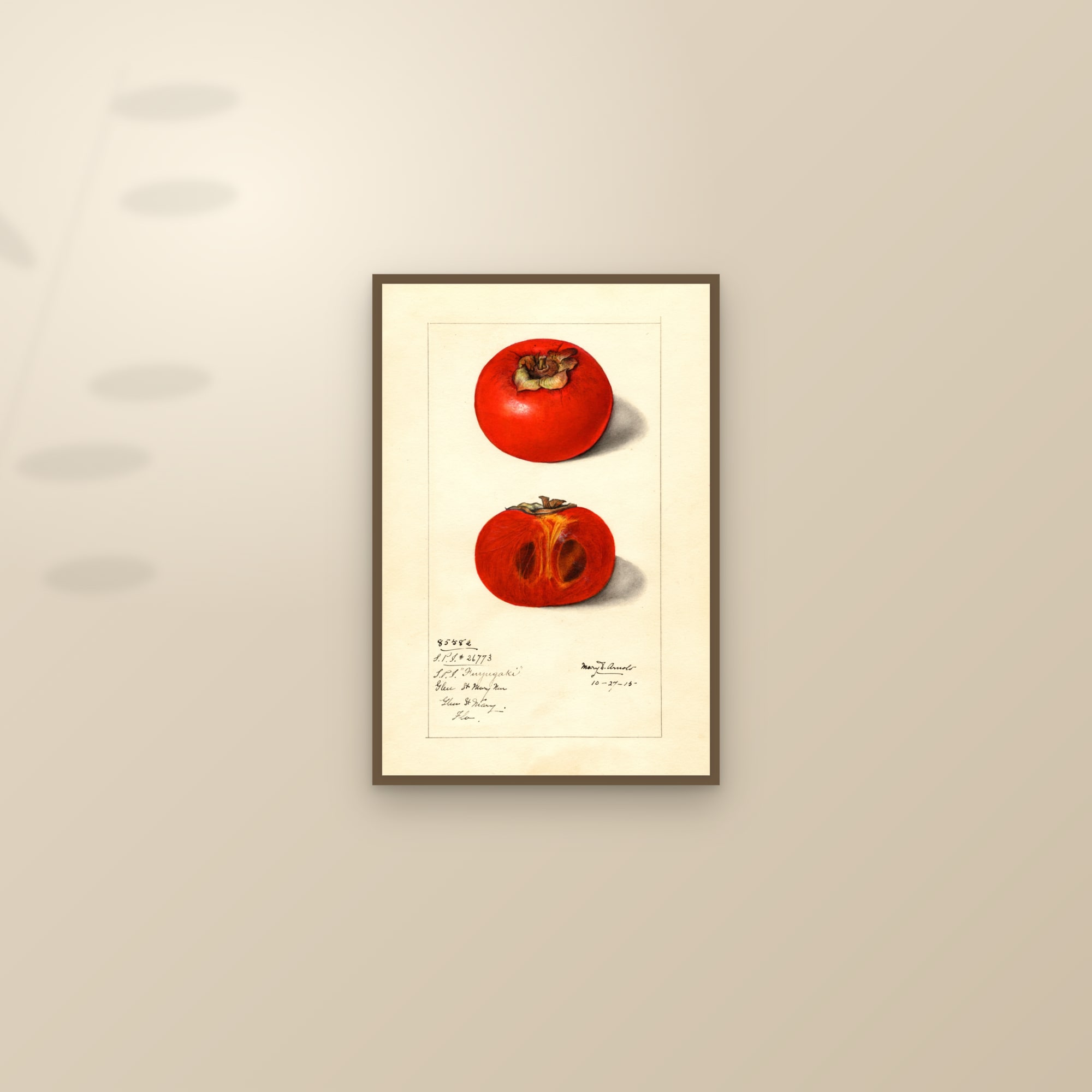Fuyugaki Persimmon — framed and styled on a sunlit wall