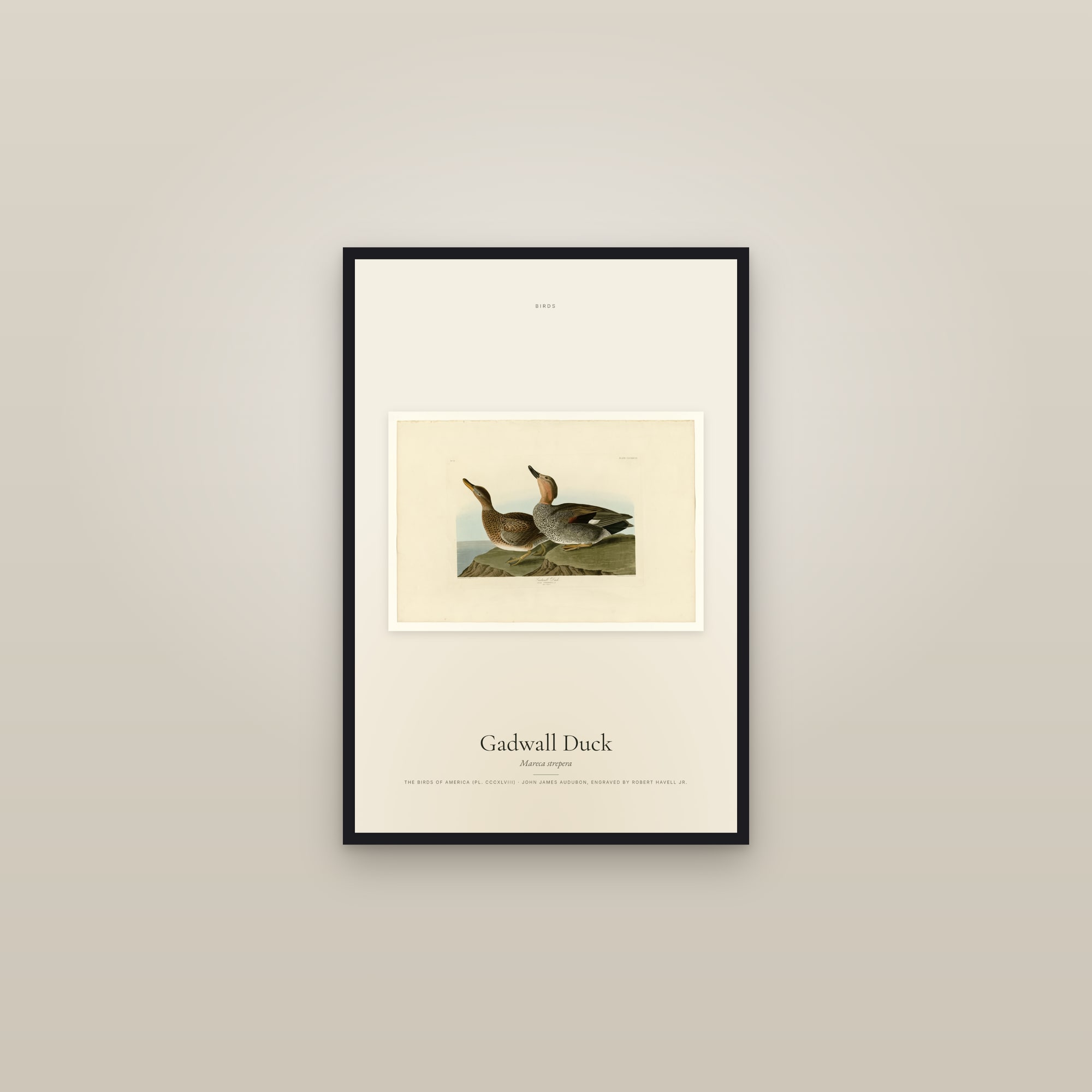 Gadwall Duck — framed in a gallery setting