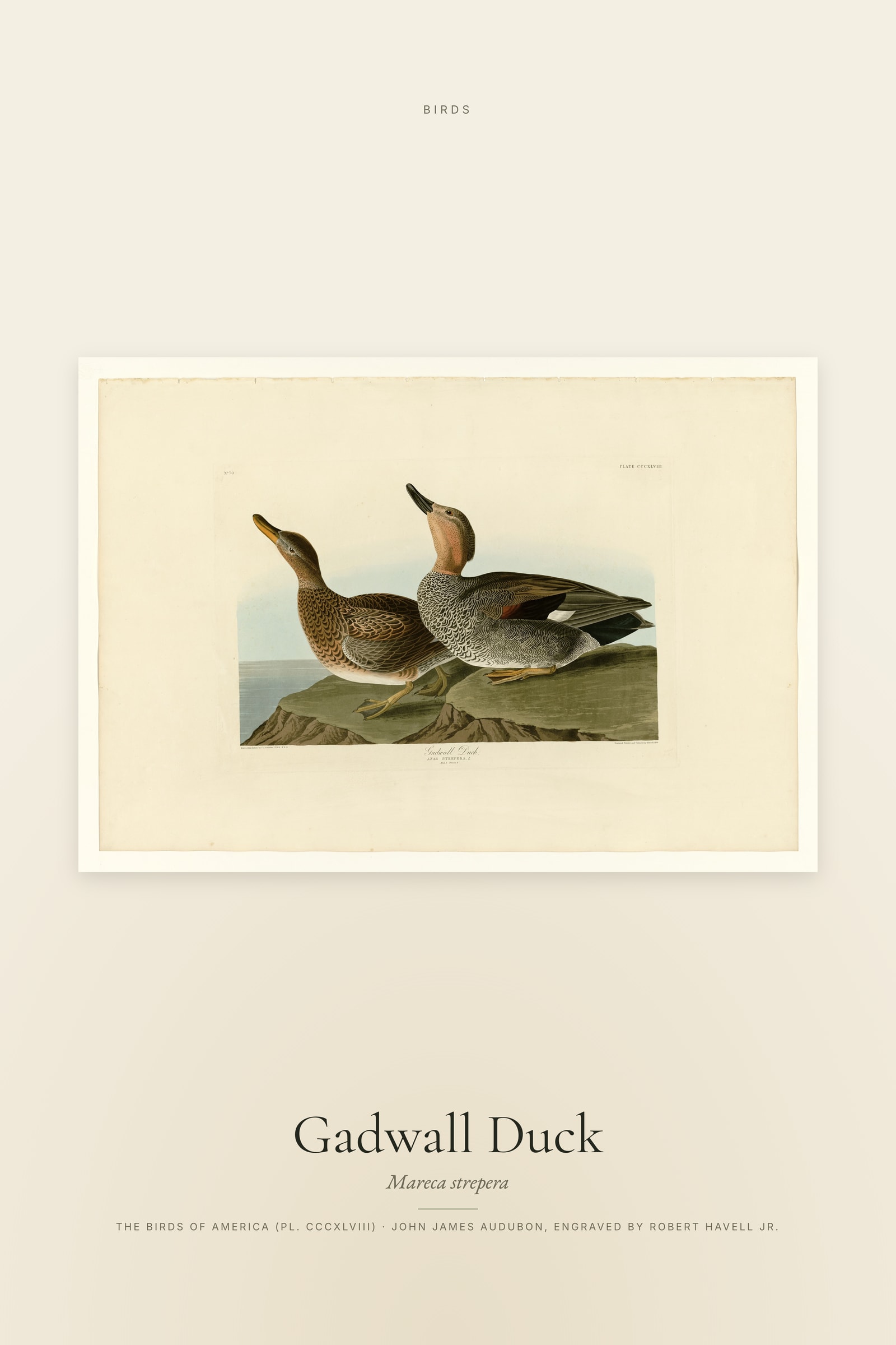 Gadwall Duck