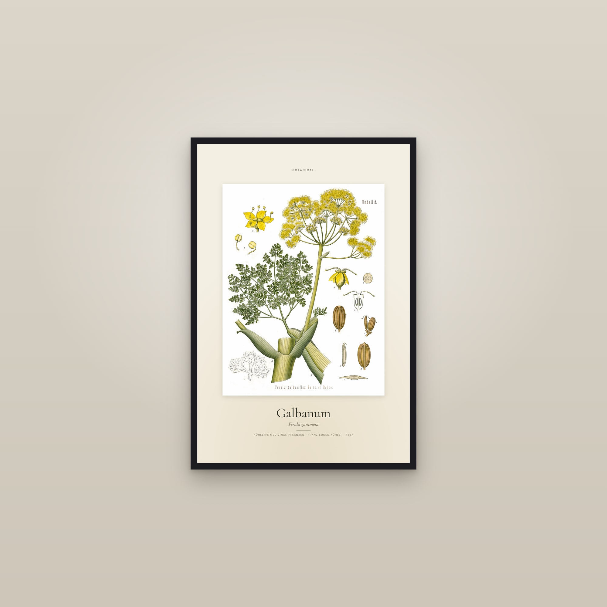 Galbanum — Specimen — framed in a gallery setting
