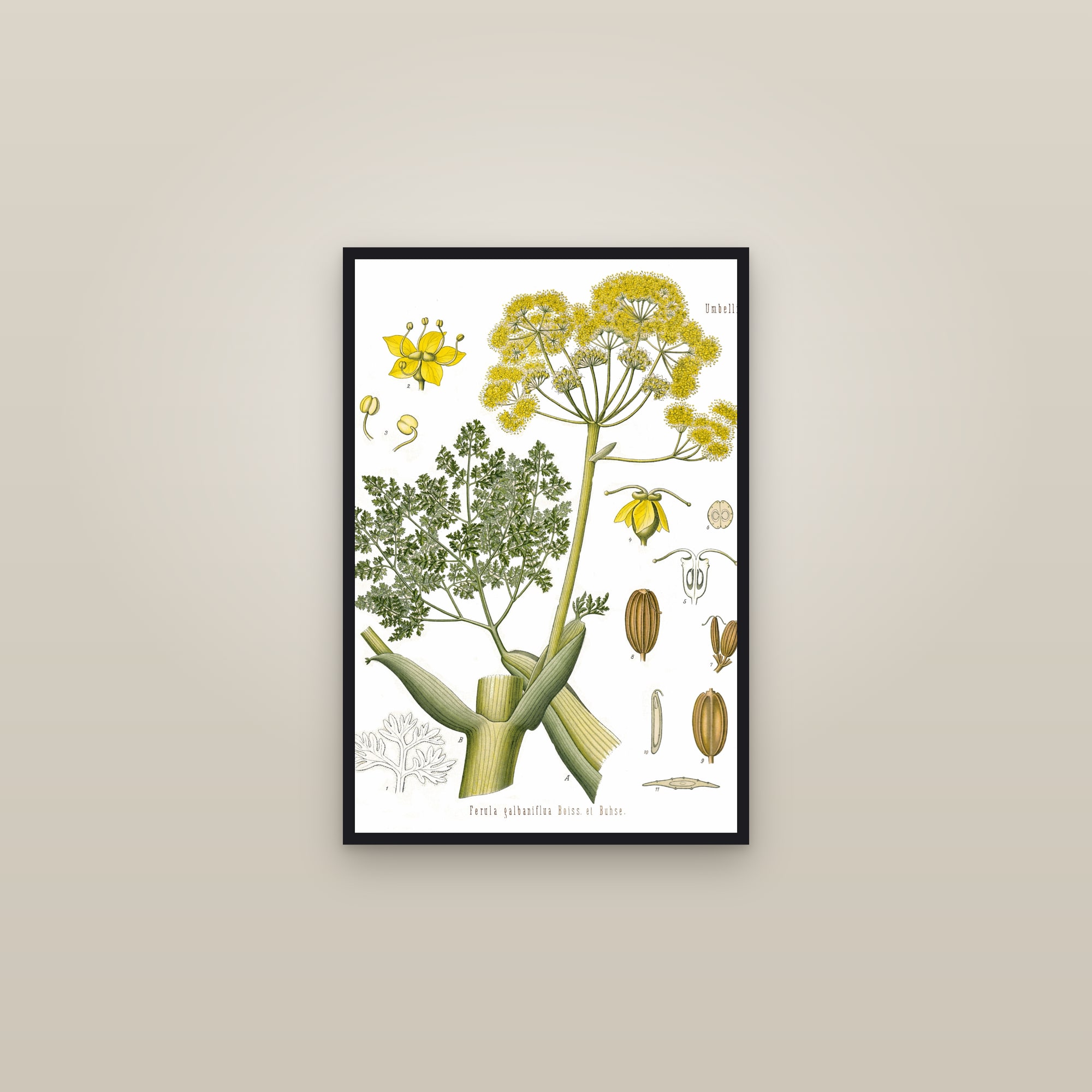 Galbanum — framed in a gallery setting