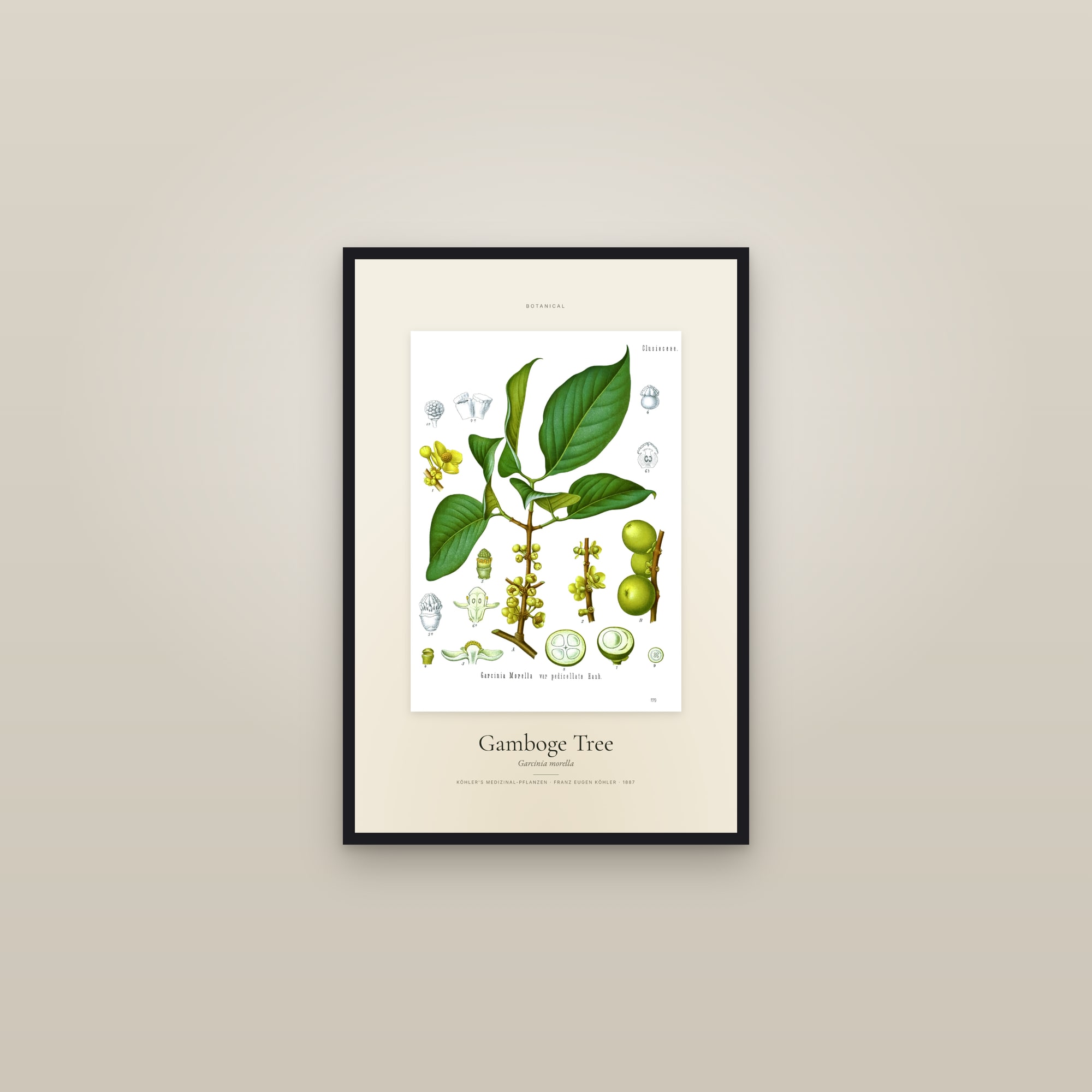 Gamboge Tree — Specimen — framed in a gallery setting