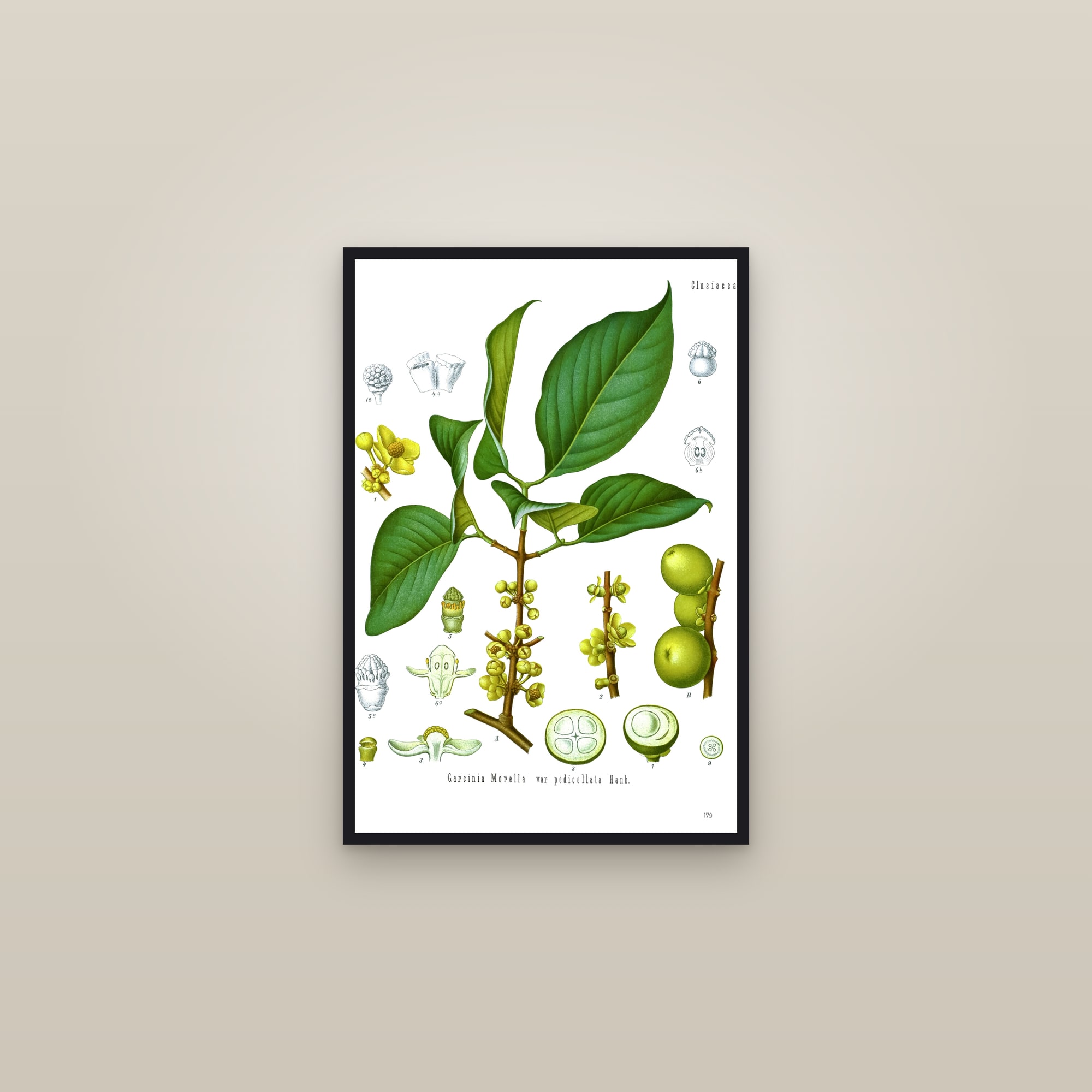 Gamboge Tree — framed in a gallery setting