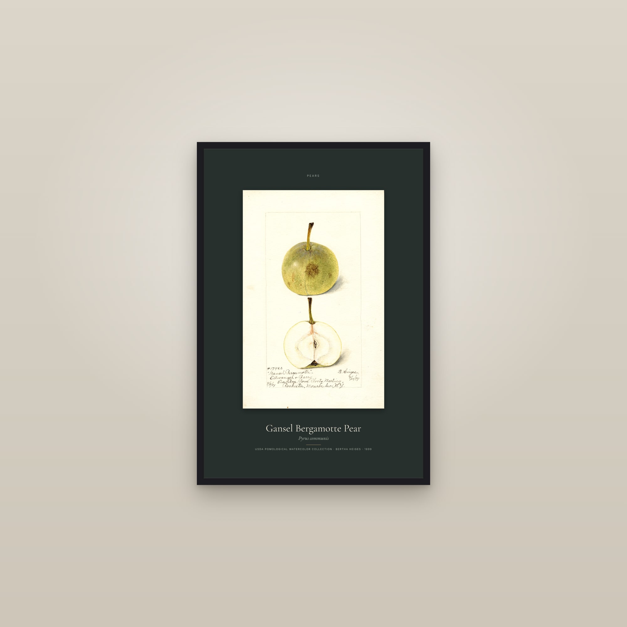 Gansel Bergamotte Pear — Specimen — framed in a gallery setting