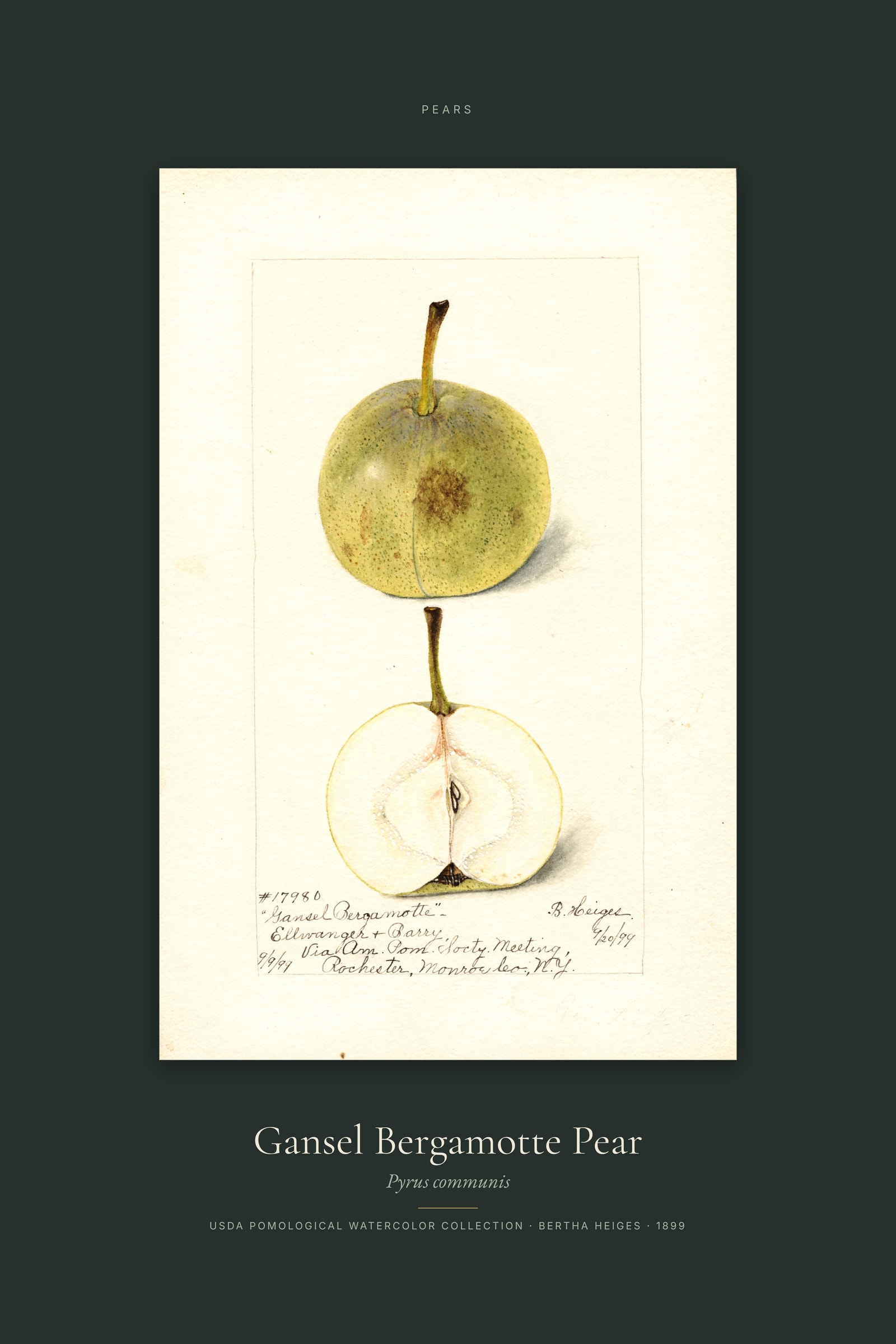 Gansel Bergamotte Pear — Specimen