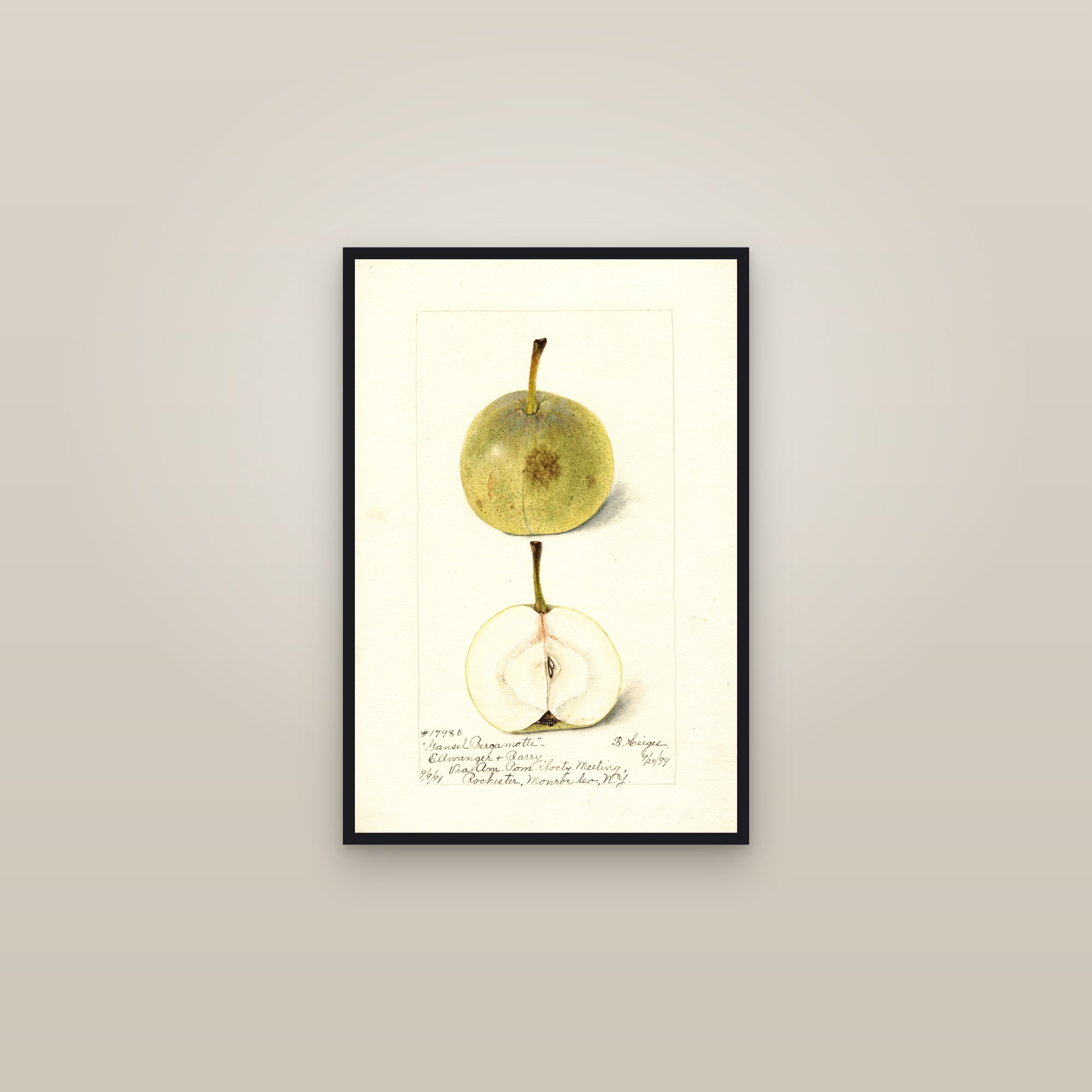Gansel Bergamotte Pear — framed in a gallery setting