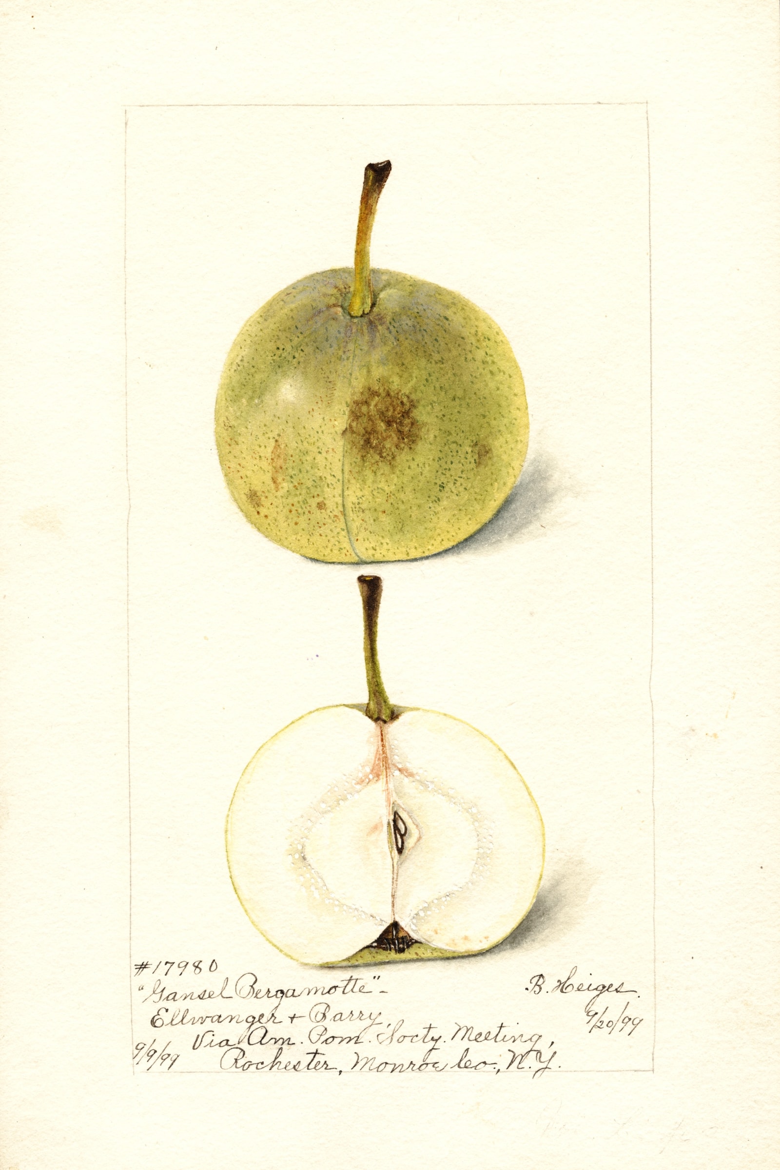 Gansel Bergamotte Pear