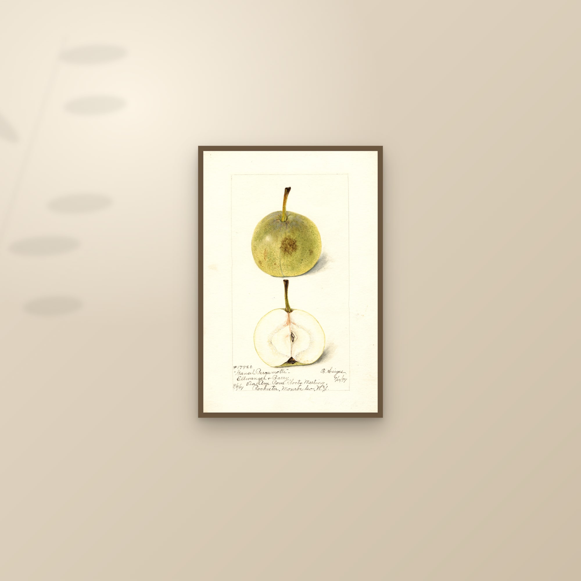 Gansel Bergamotte Pear — framed and styled on a sunlit wall