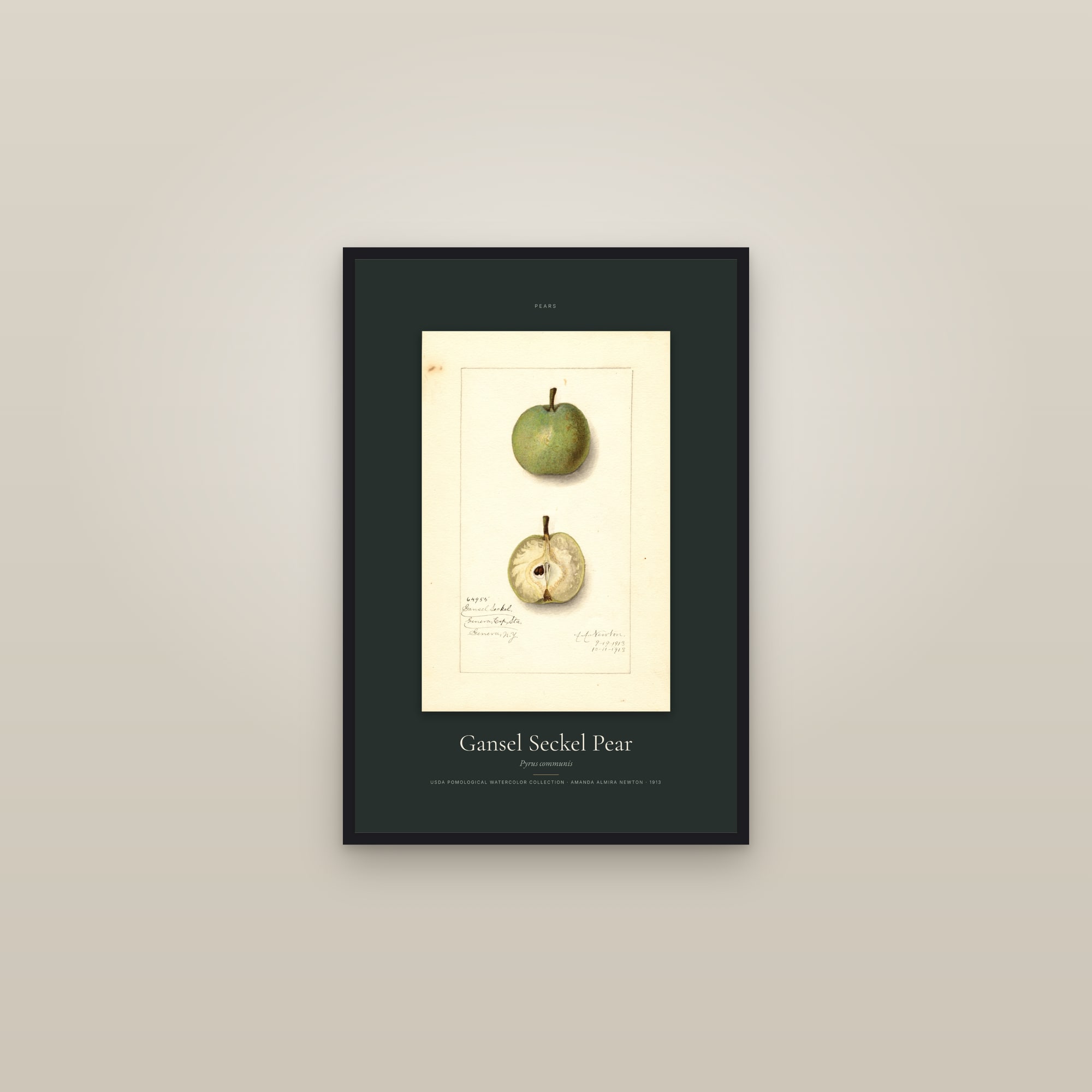 Gansel Seckel Pear — Specimen — framed in a gallery setting
