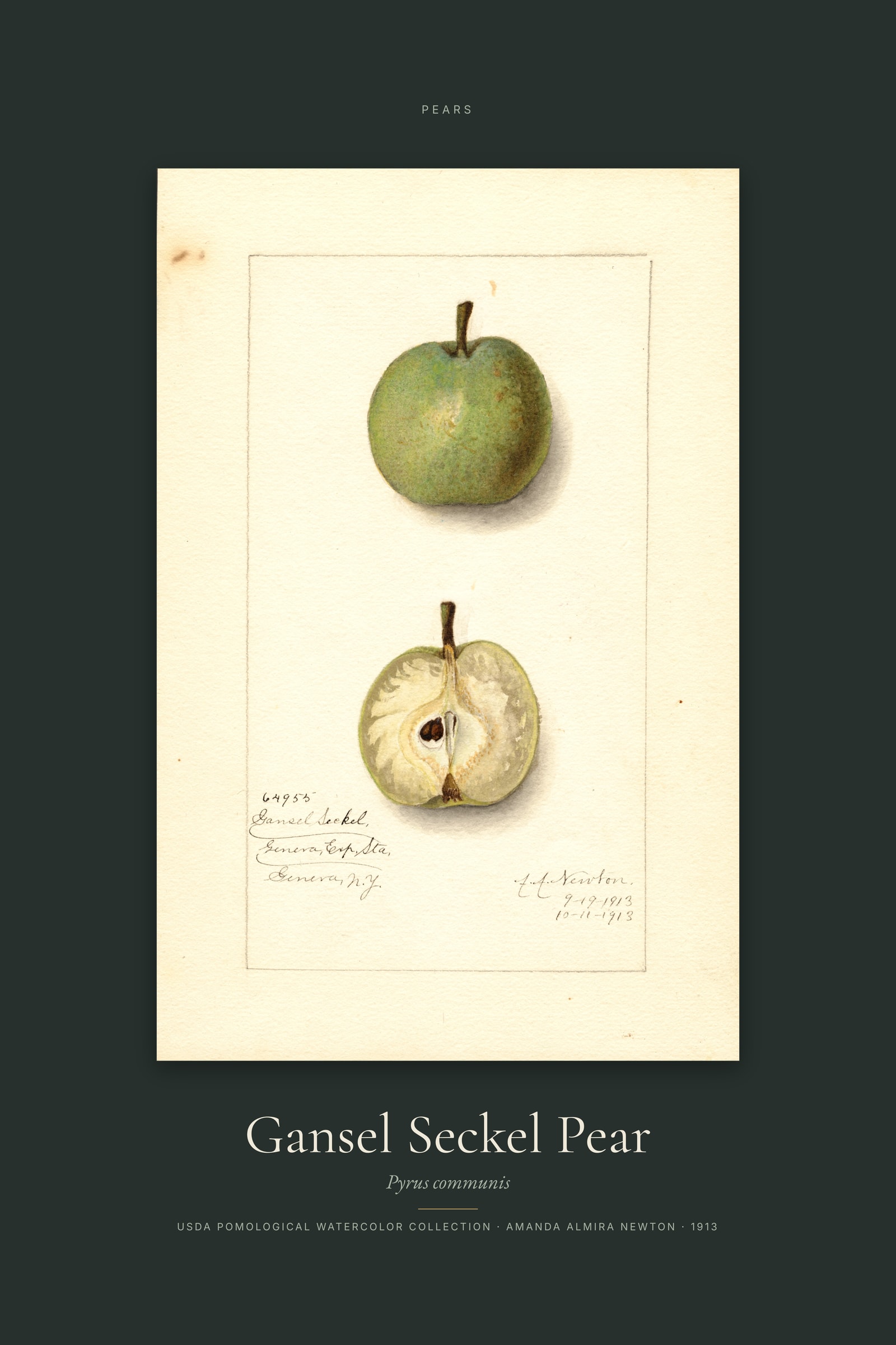 Gansel Seckel Pear — Specimen