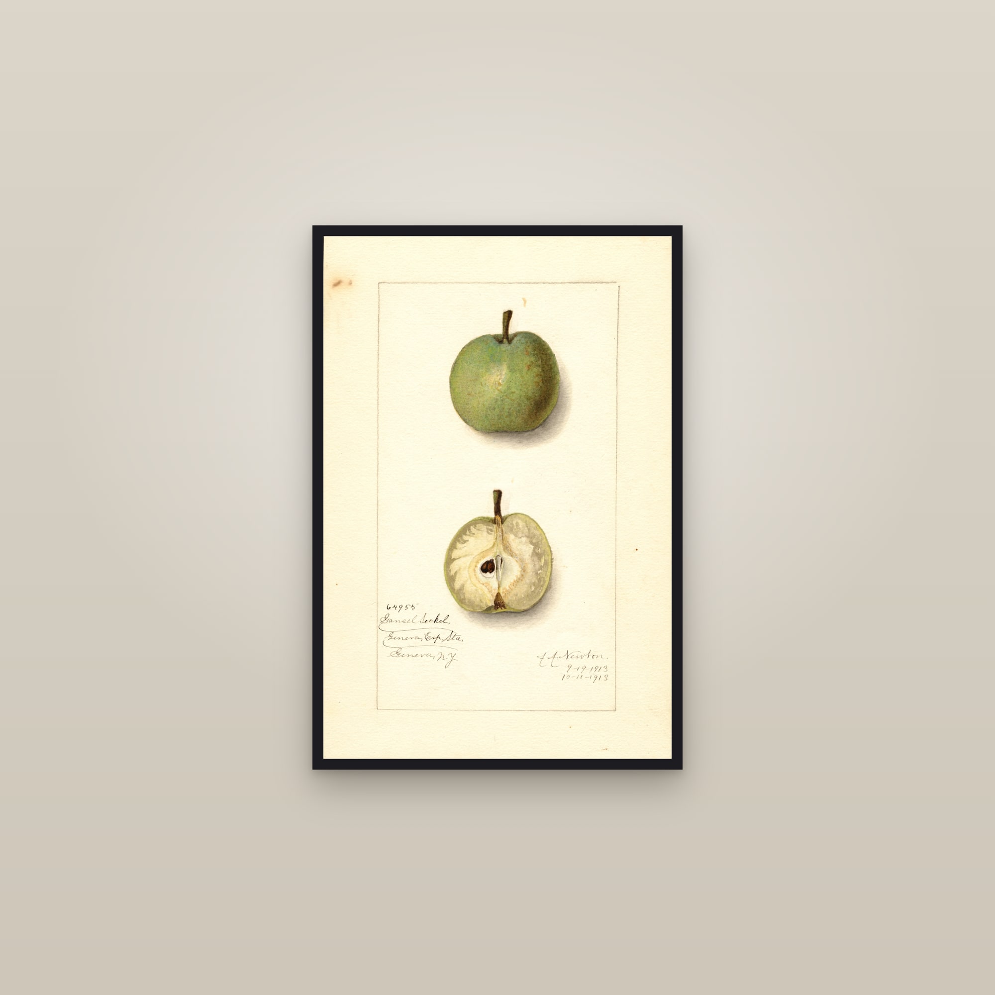 Gansel Seckel Pear — framed in a gallery setting