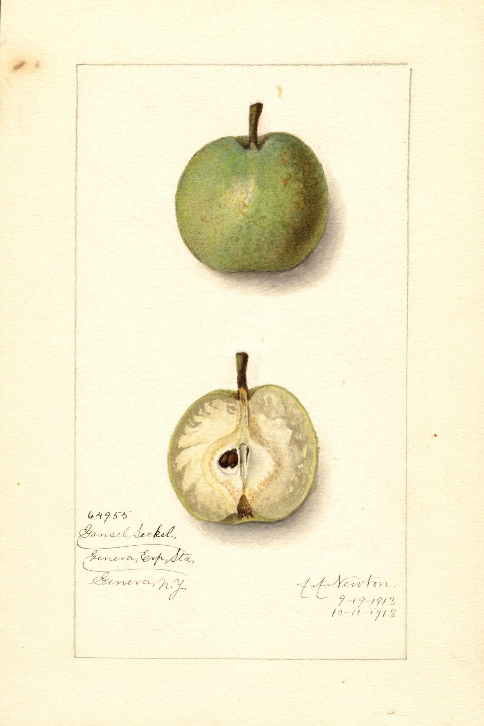 Gansel Seckel Pear