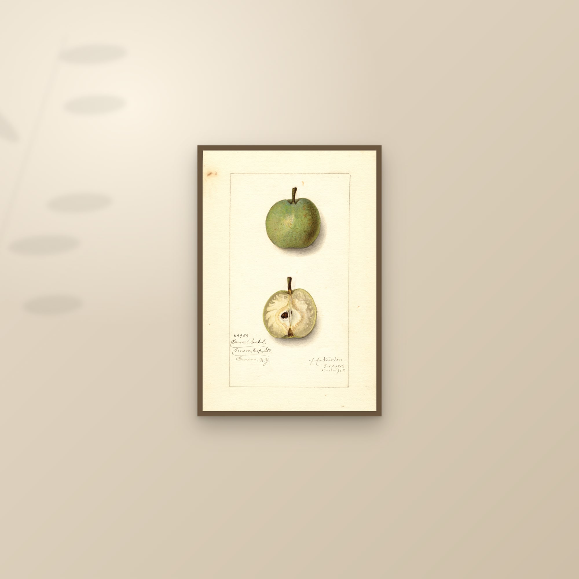 Gansel Seckel Pear — framed and styled on a sunlit wall
