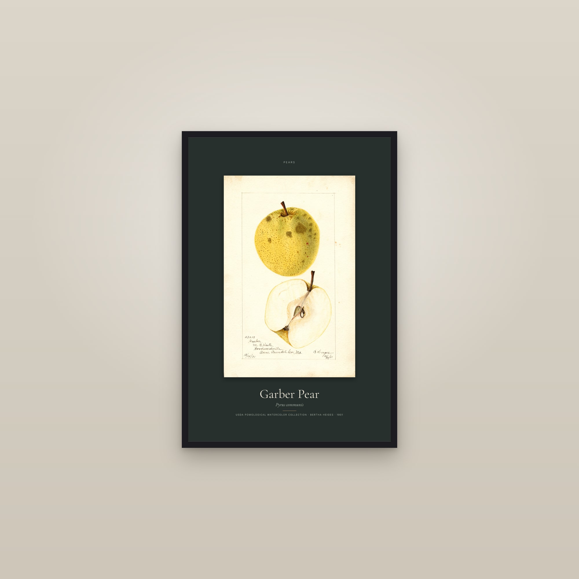 Garber Pear — Specimen — framed in a gallery setting