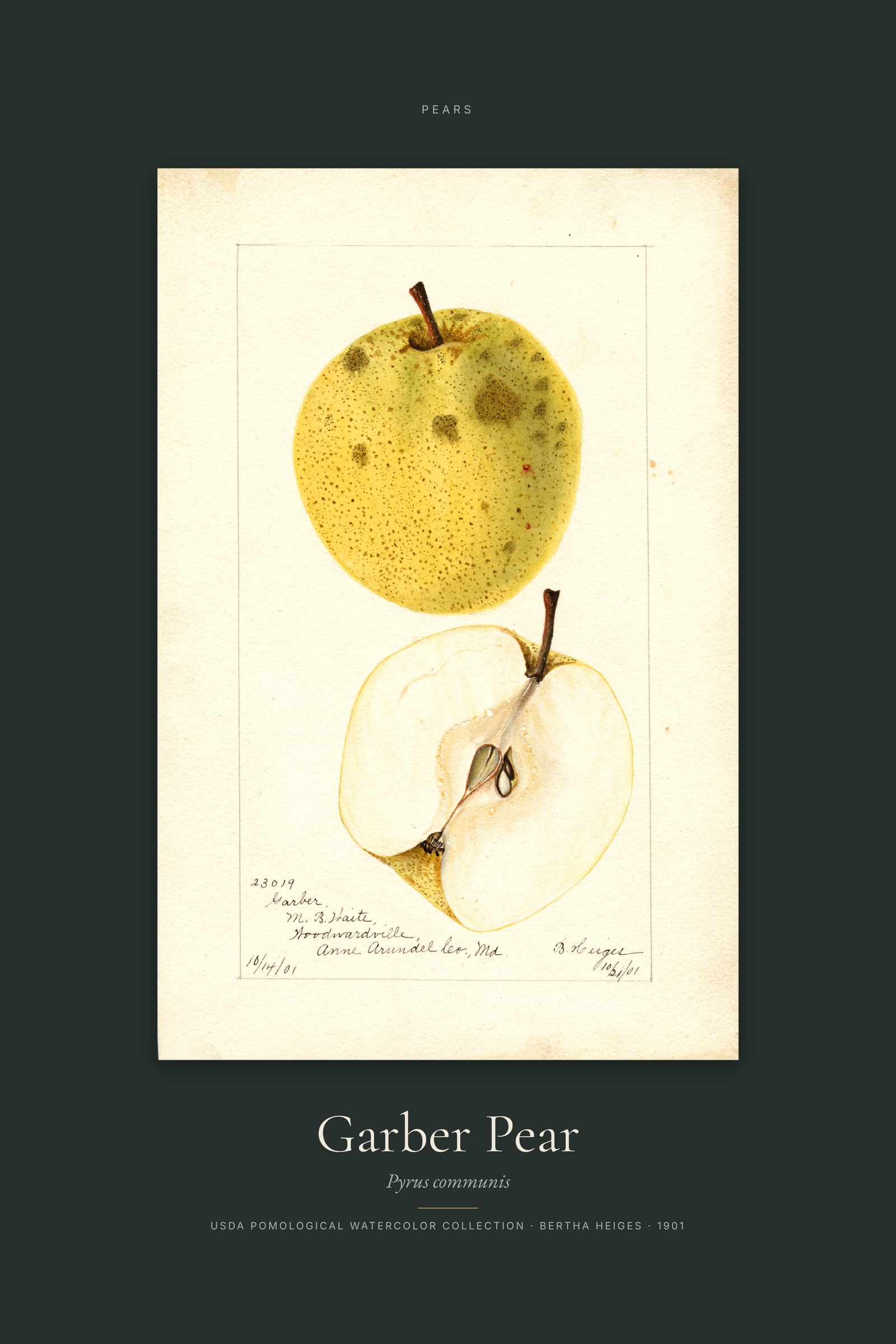 Garber Pear — Specimen