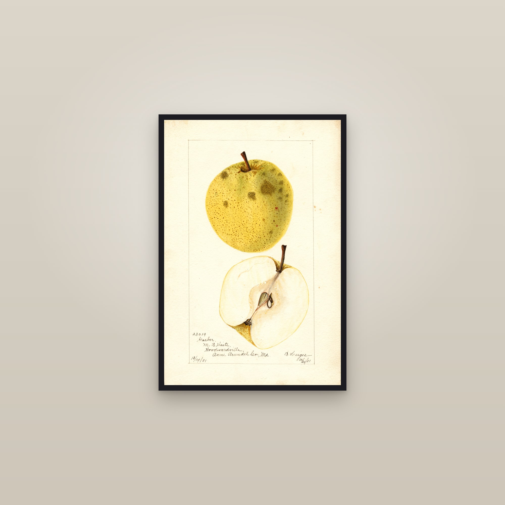 Garber Pear — framed in a gallery setting