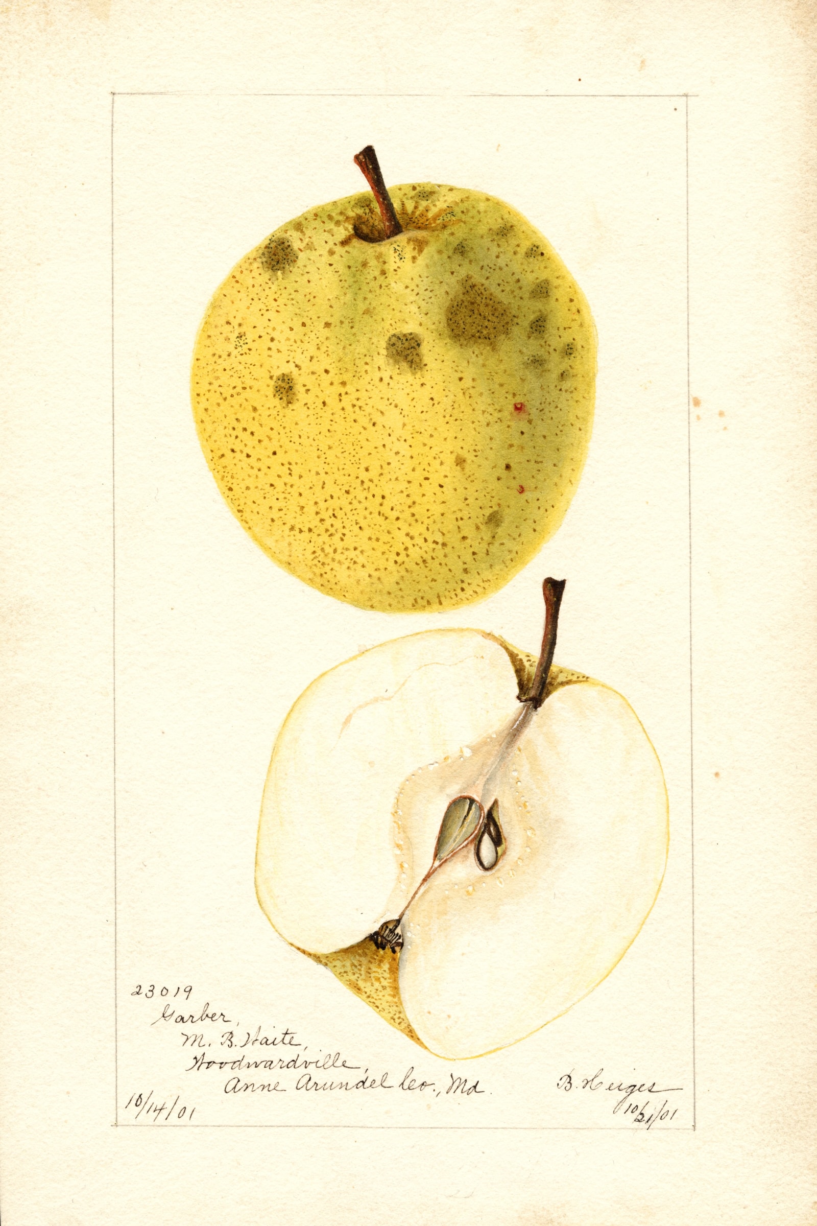 Garber Pear
