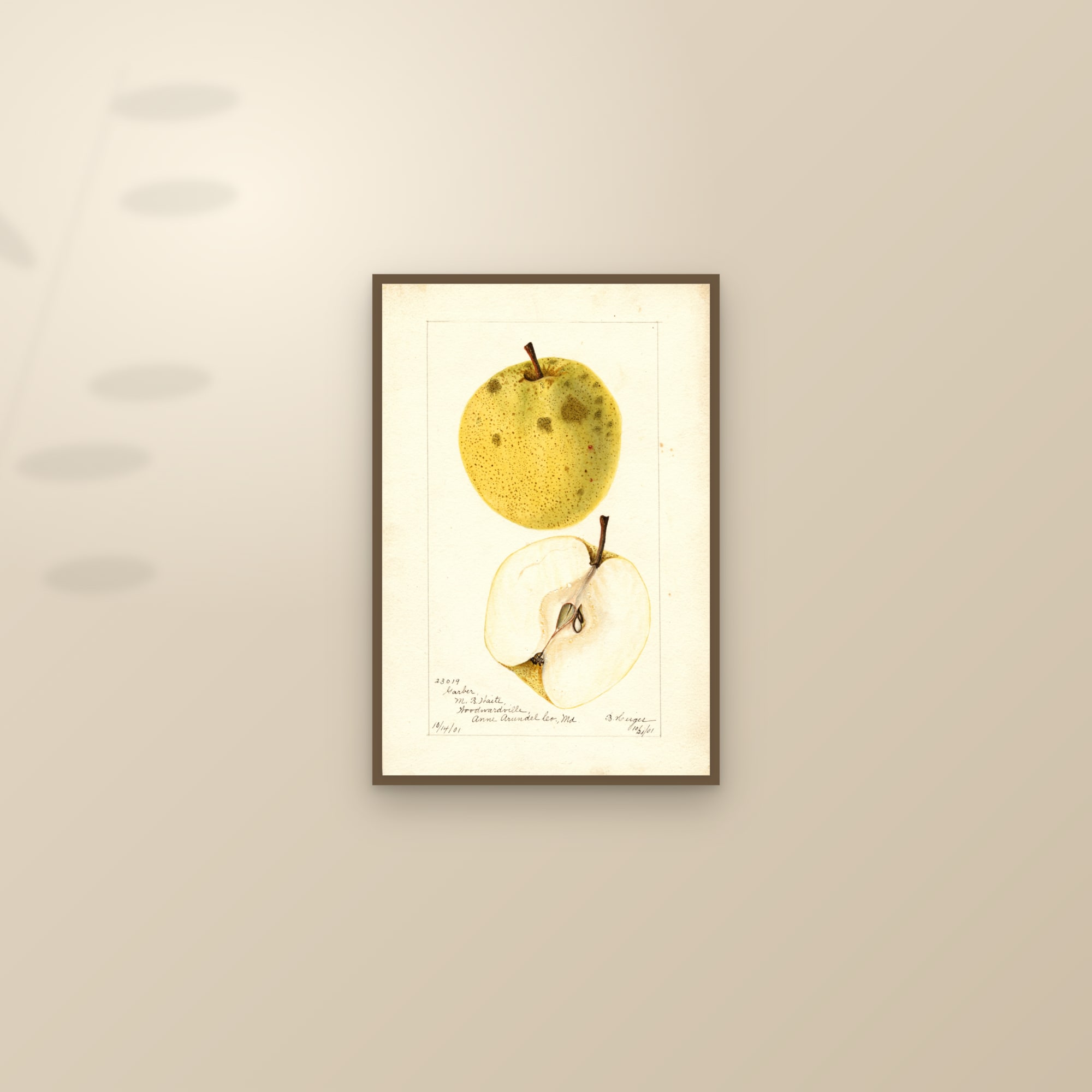 Garber Pear — framed and styled on a sunlit wall