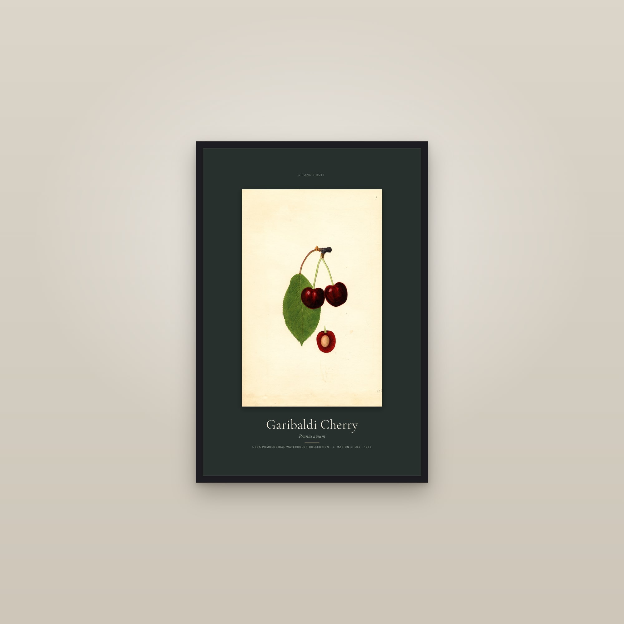 Garibaldi Cherry — Specimen — framed in a gallery setting