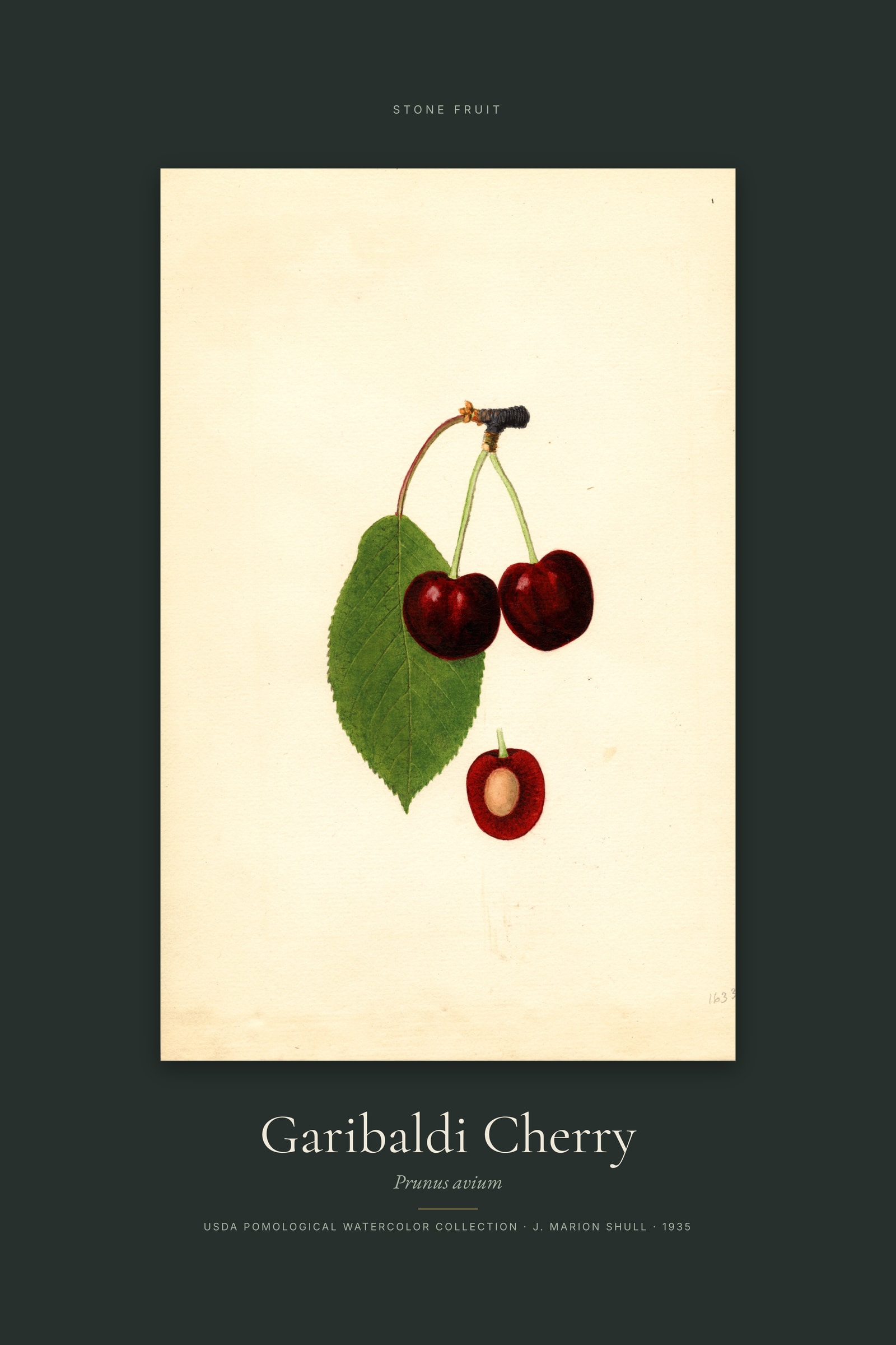 Garibaldi Cherry — Specimen