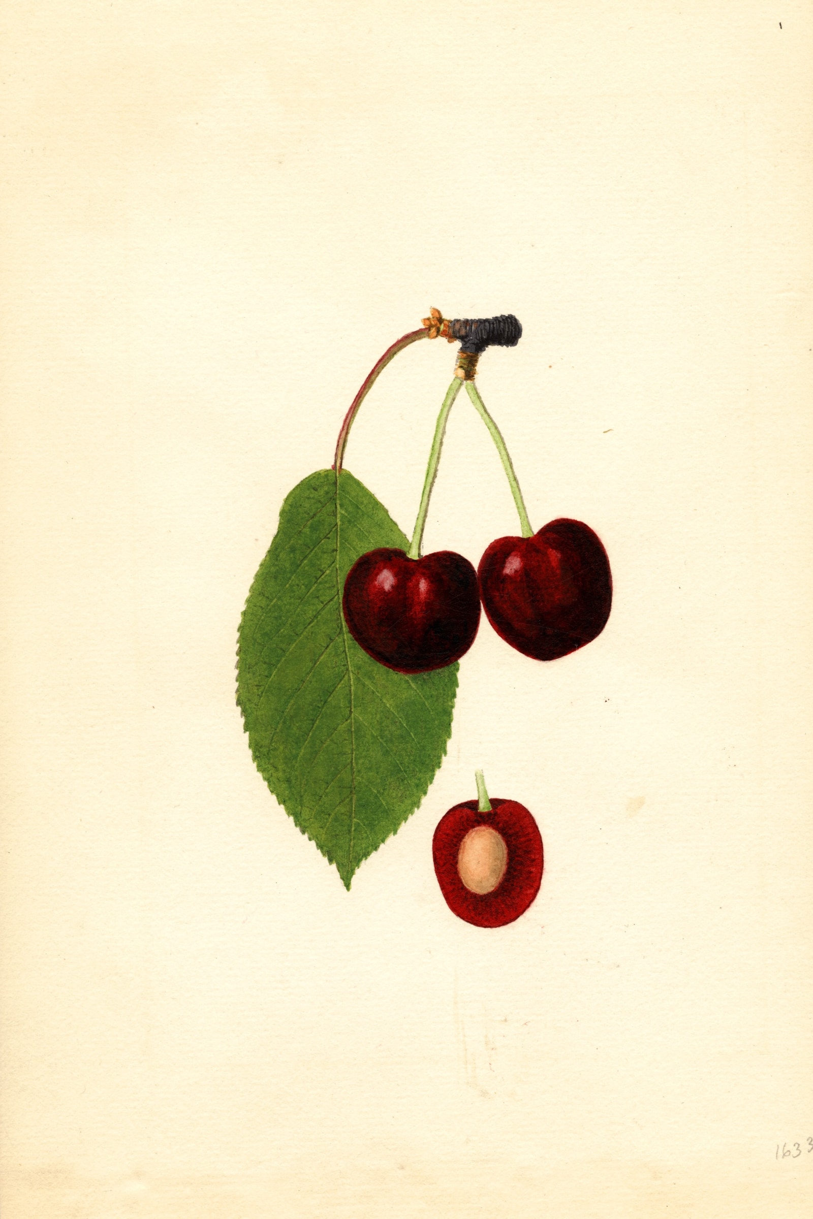 Garibaldi Cherry