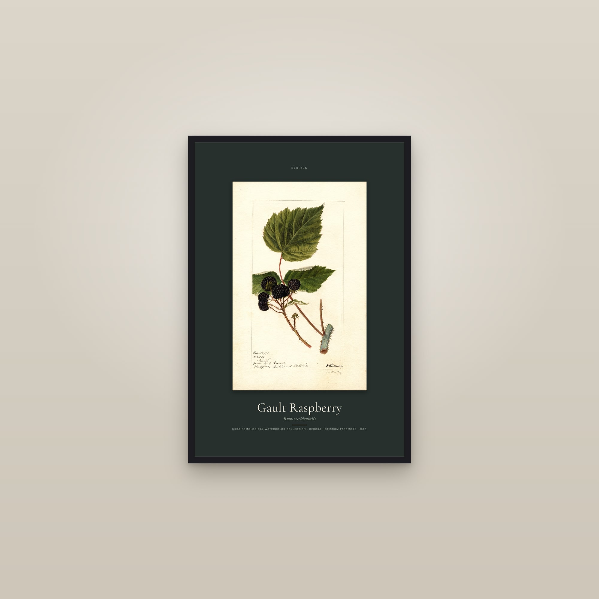 Gault Raspberry — Specimen — framed in a gallery setting