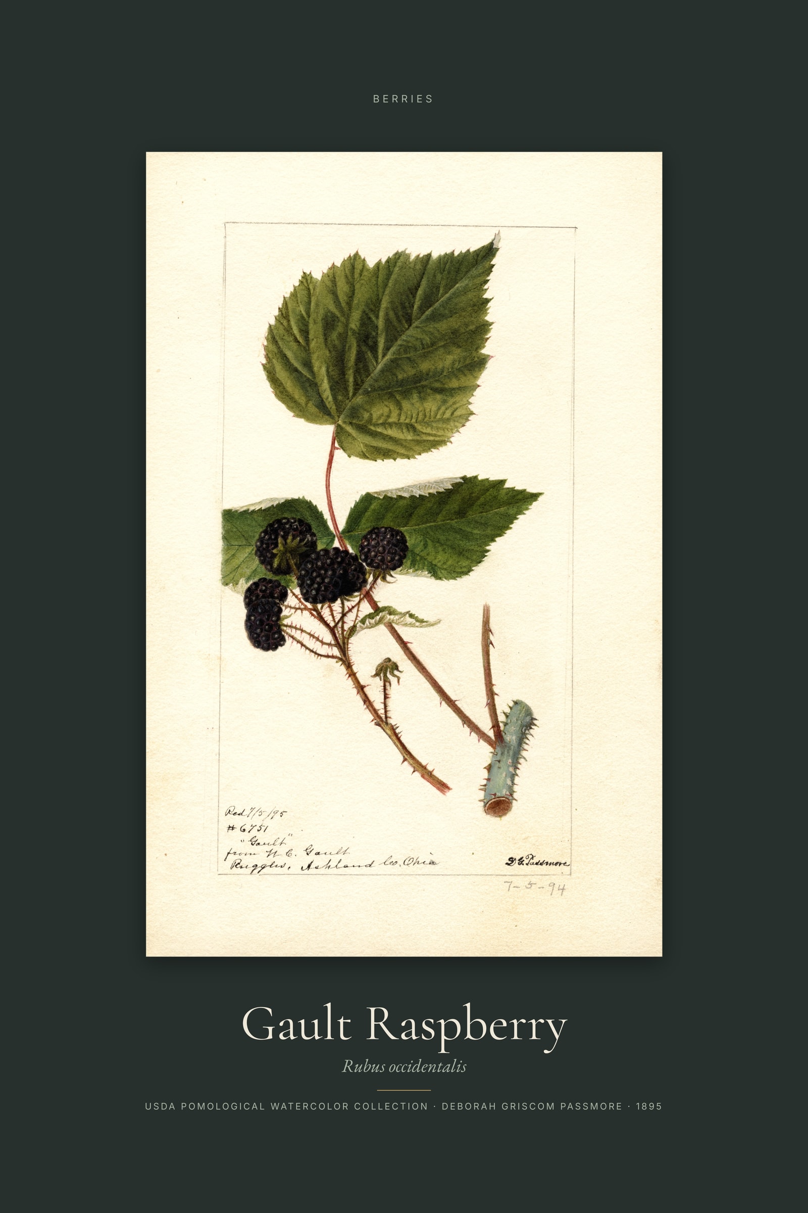 Gault Raspberry — Specimen