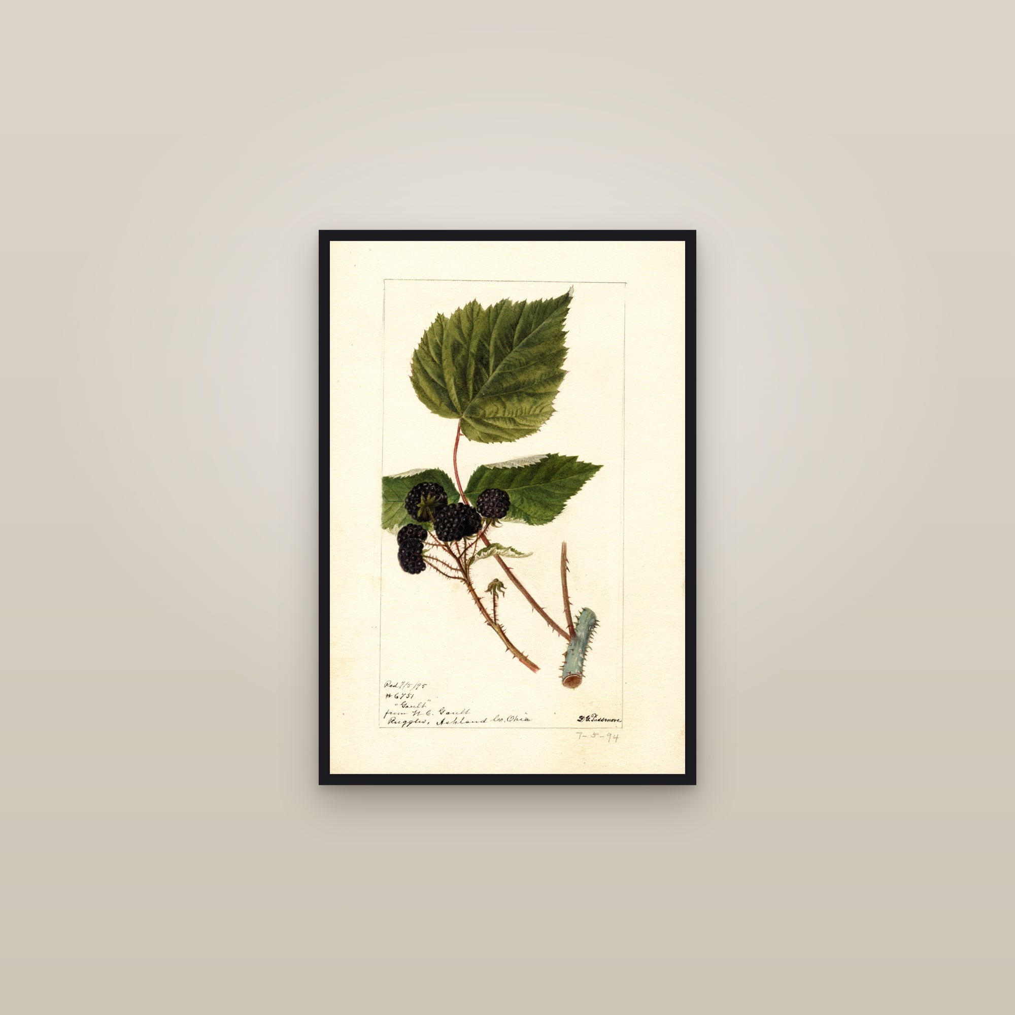 Gault Raspberry — framed in a gallery setting