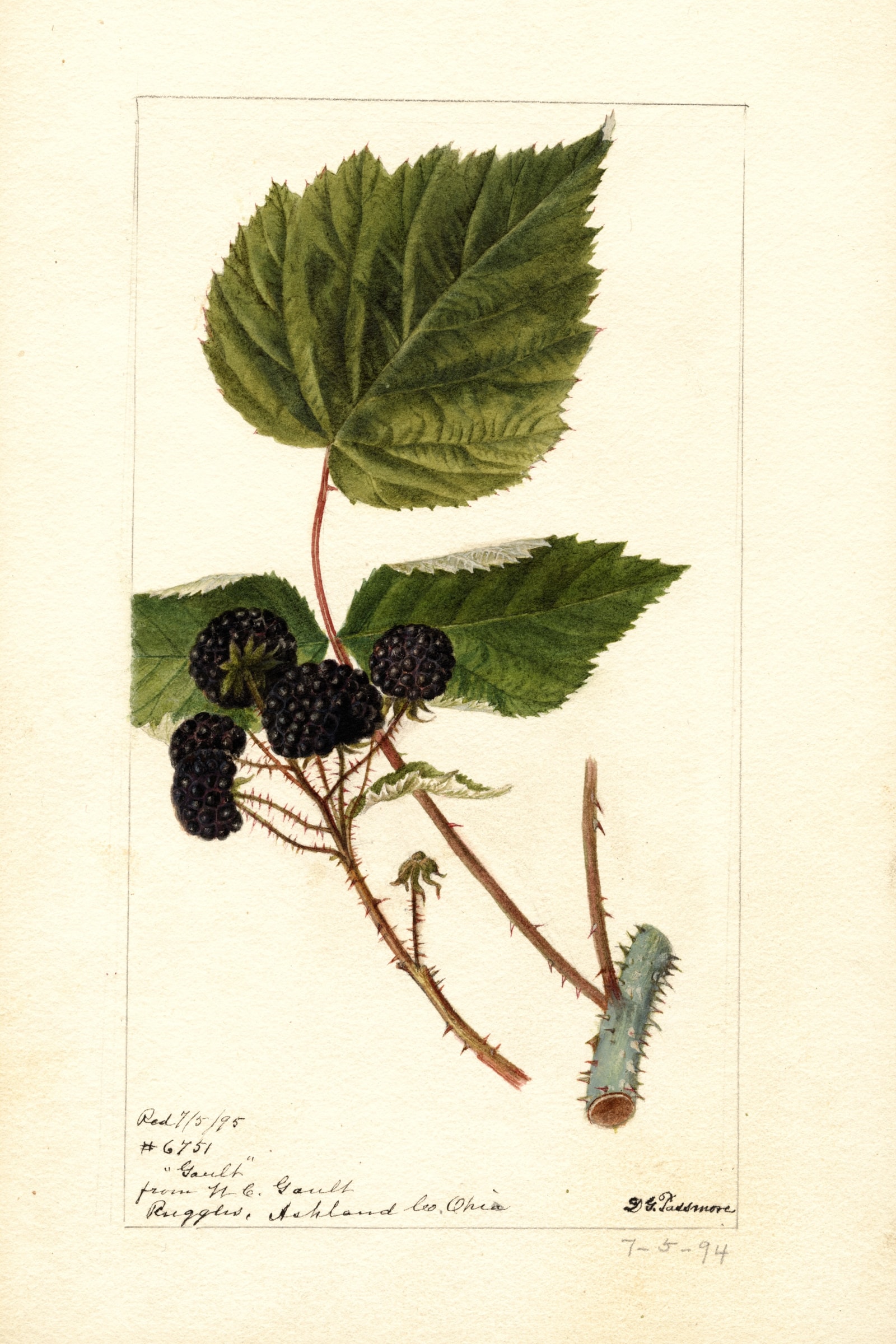 Gault Raspberry