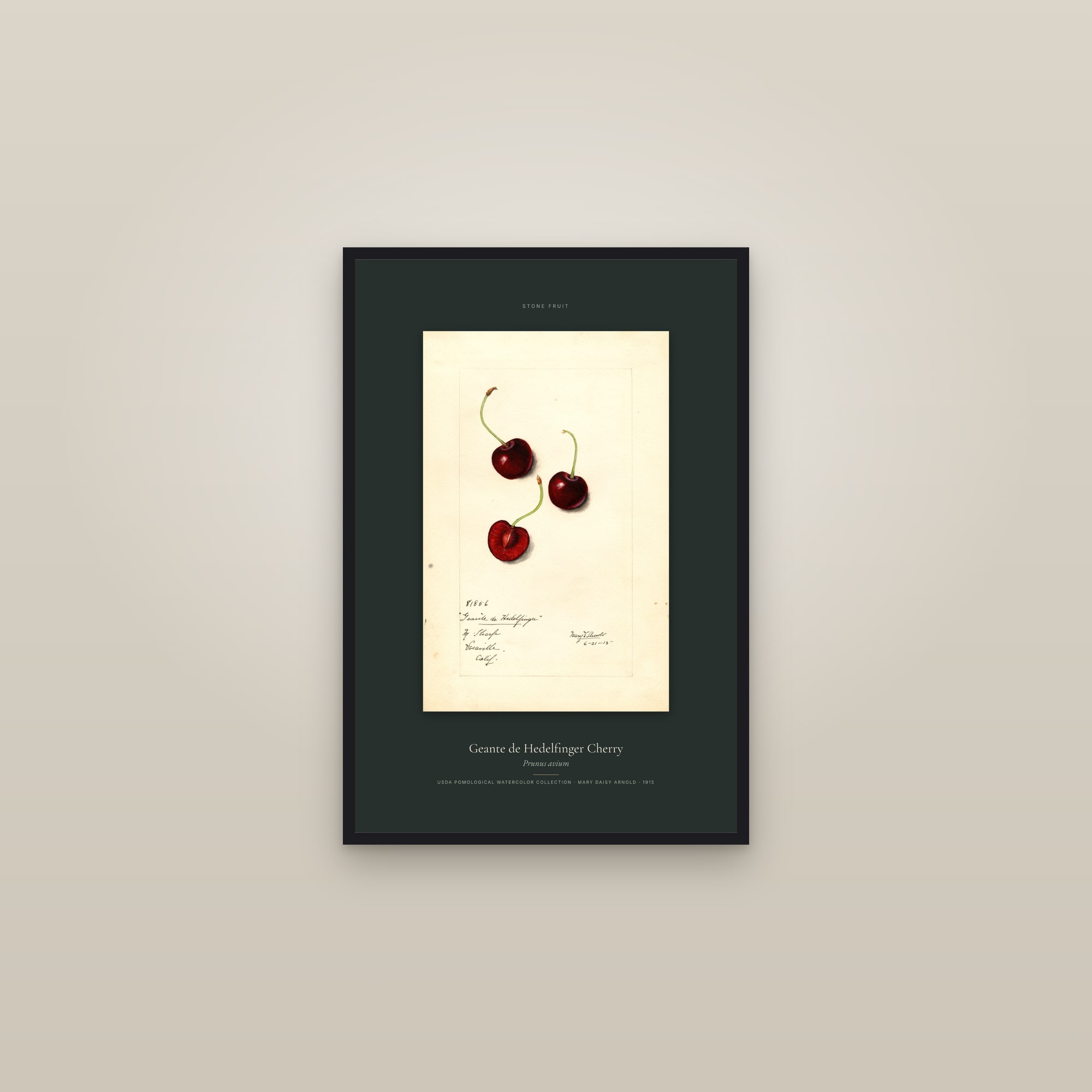 Geante de Hedelfinger Cherry — Specimen — framed in a gallery setting