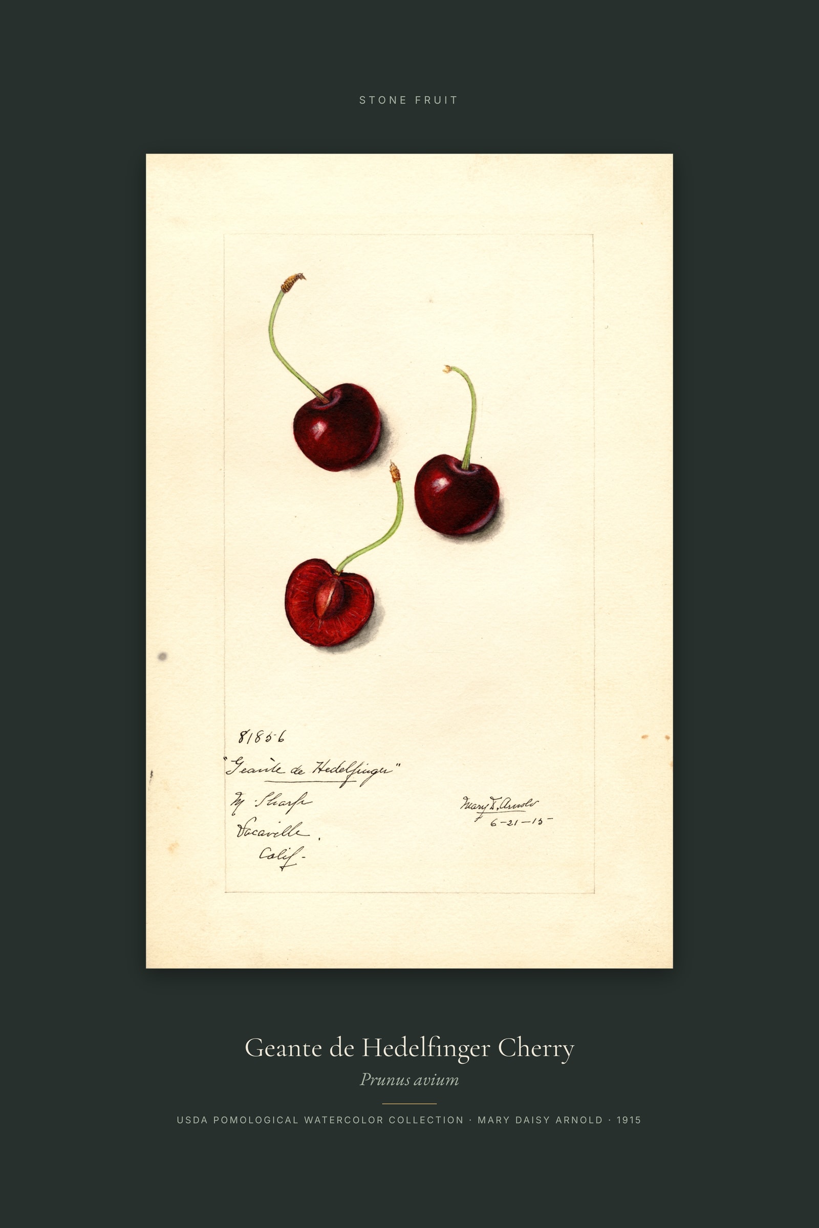 Geante de Hedelfinger Cherry — Specimen