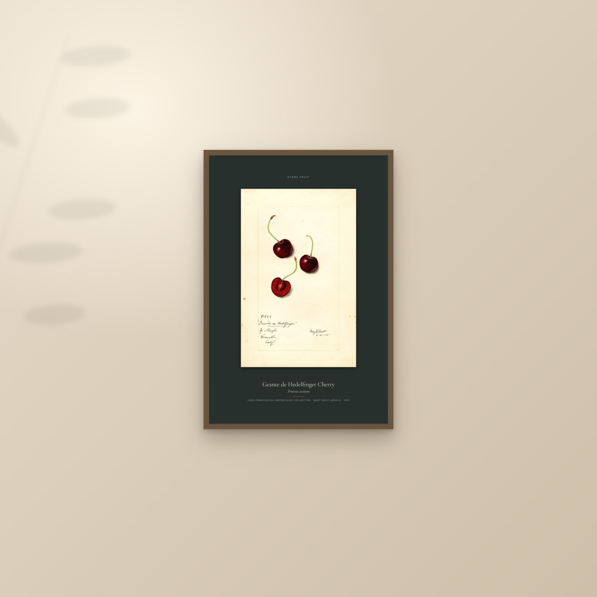 Geante de Hedelfinger Cherry — Specimen — framed and styled on a sunlit wall