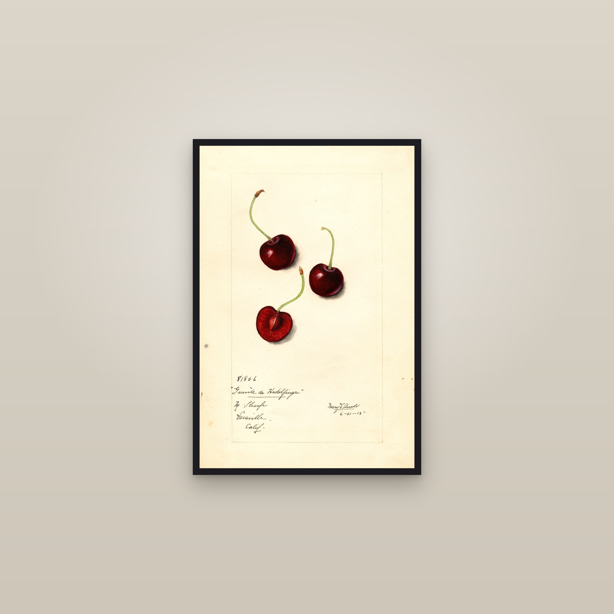 Geante de Hedelfinger Cherry — framed in a gallery setting