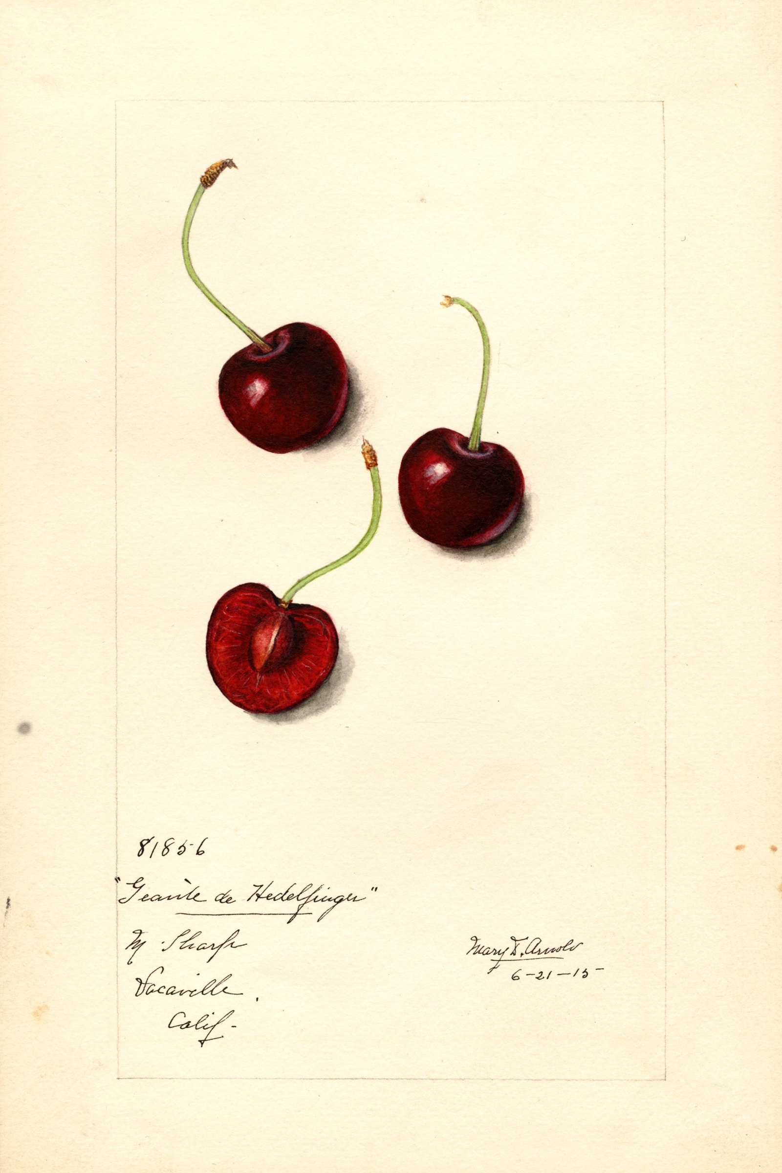 Geante de Hedelfinger Cherry