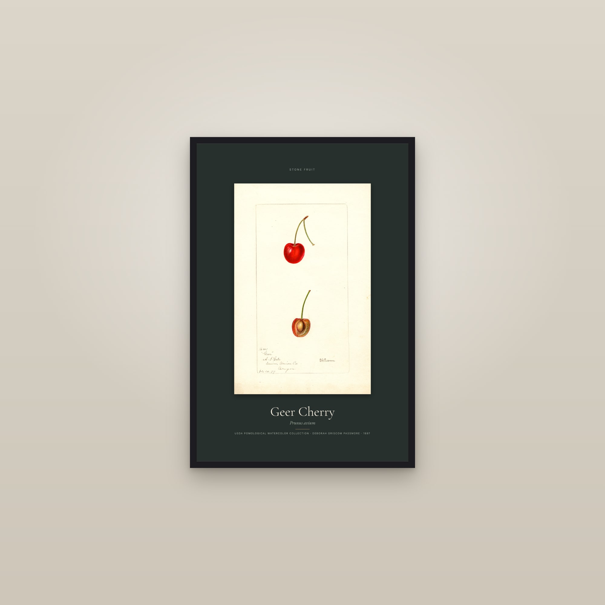 Geer Cherry — Specimen — framed in a gallery setting
