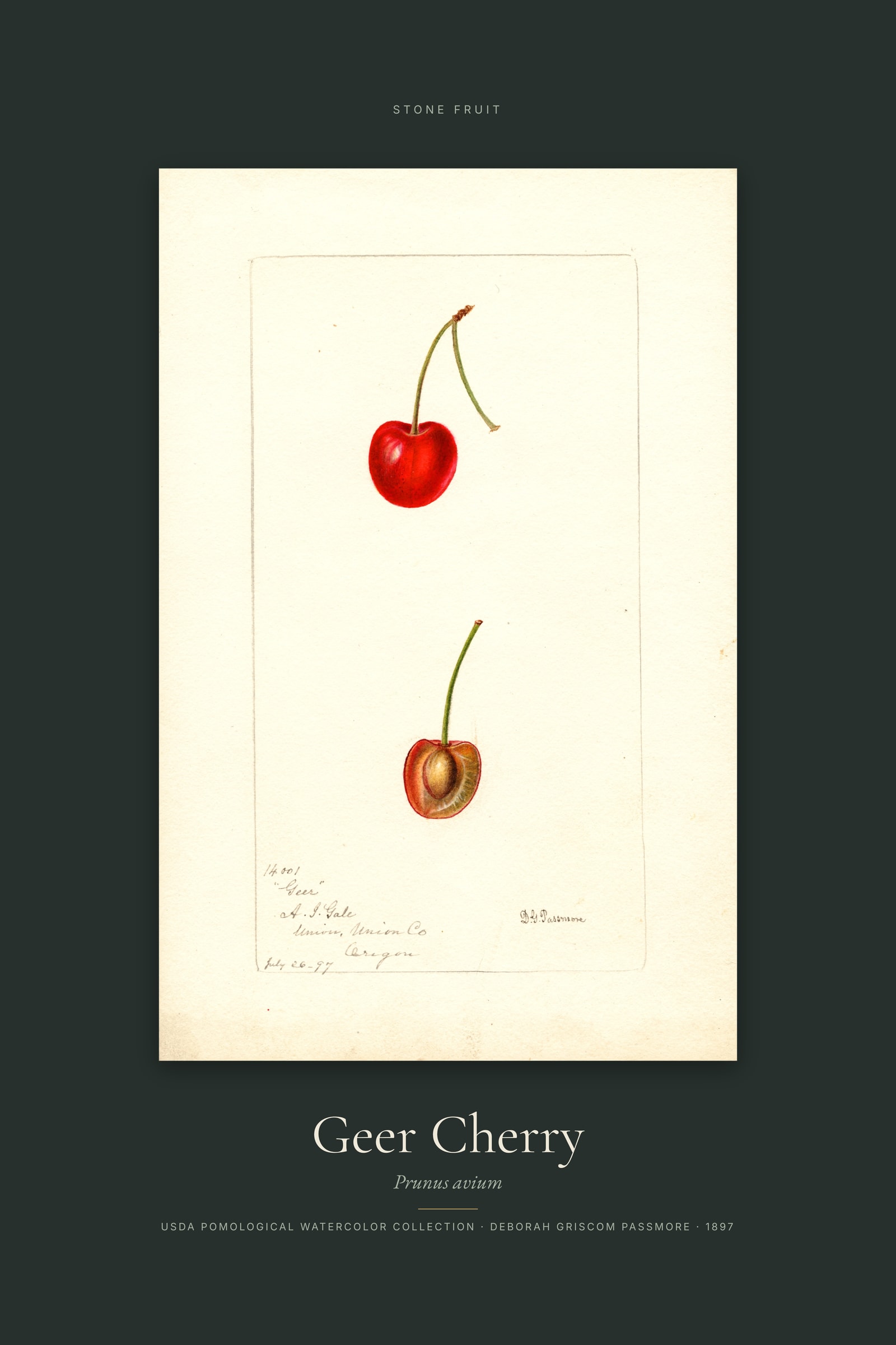 Geer Cherry — Specimen