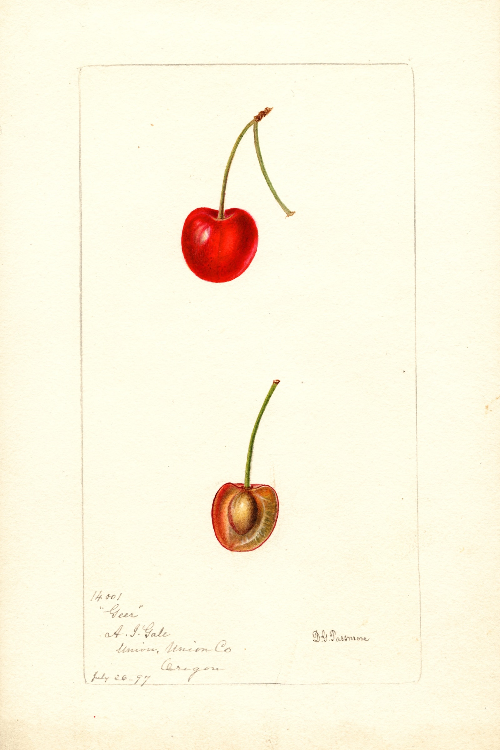 Geer Cherry