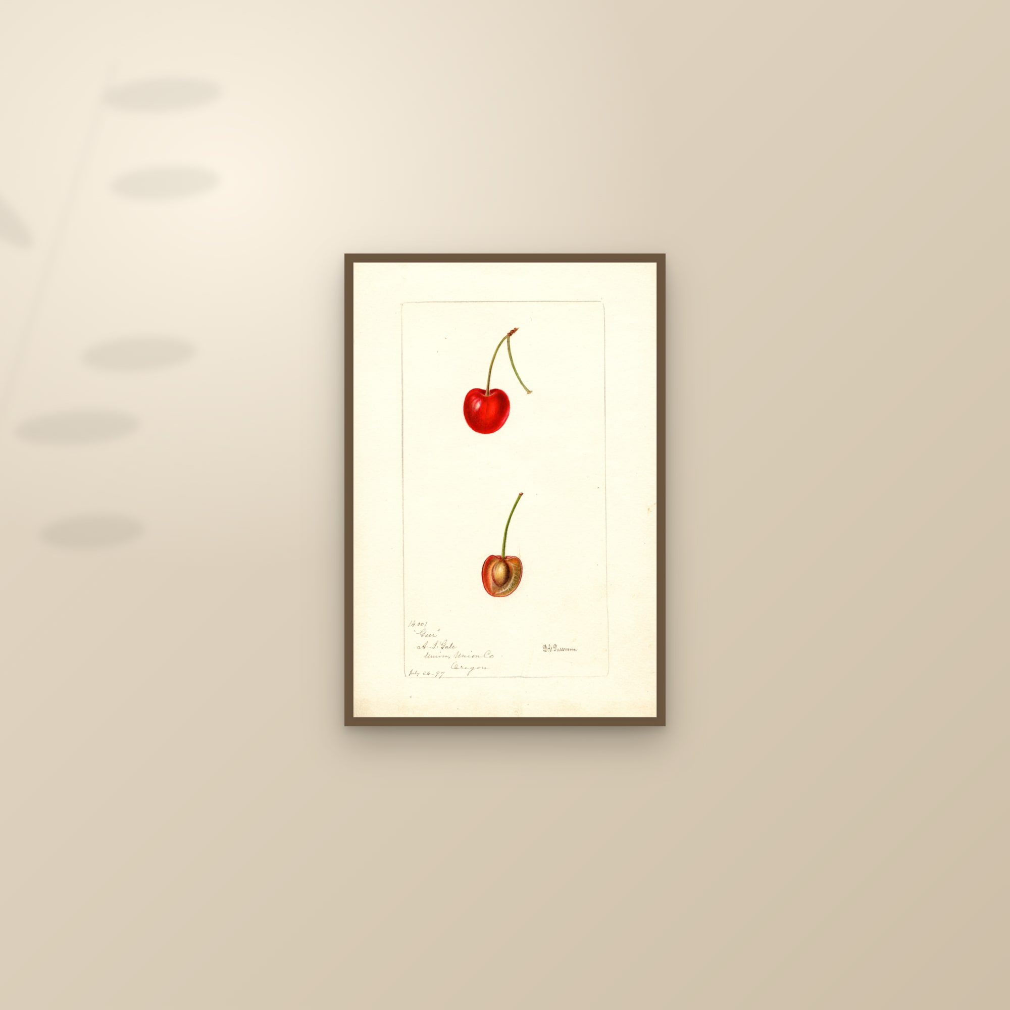 Geer Cherry — framed and styled on a sunlit wall